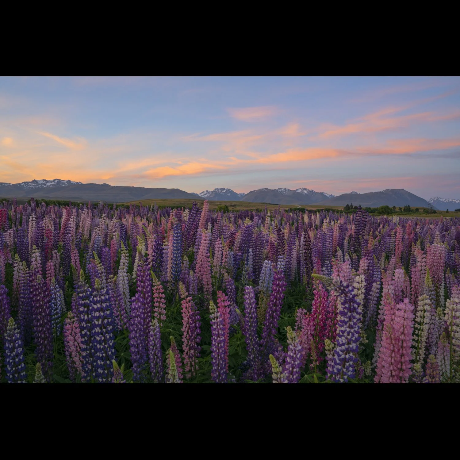 Lupine Sunrise