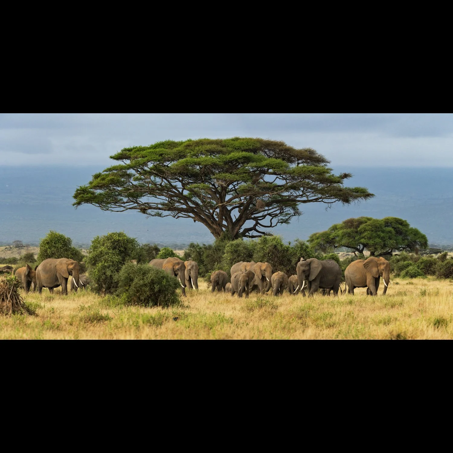 Elephant herd.jpg