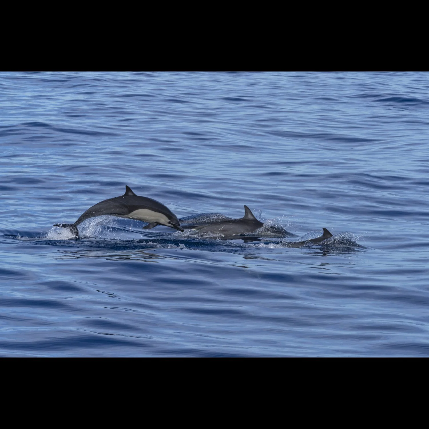 Dolphins.jpg