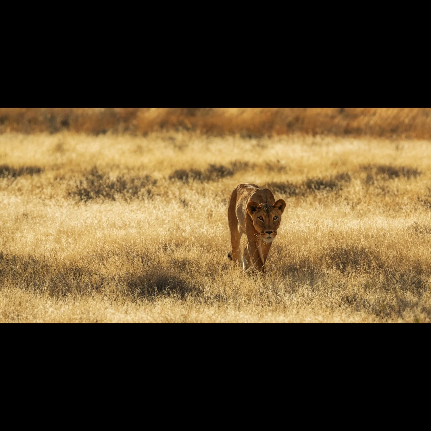 lion 1.jpg