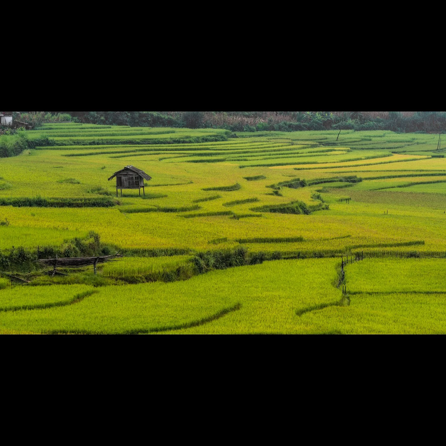 Rice Terraces Mu Cang Chai.jpg
