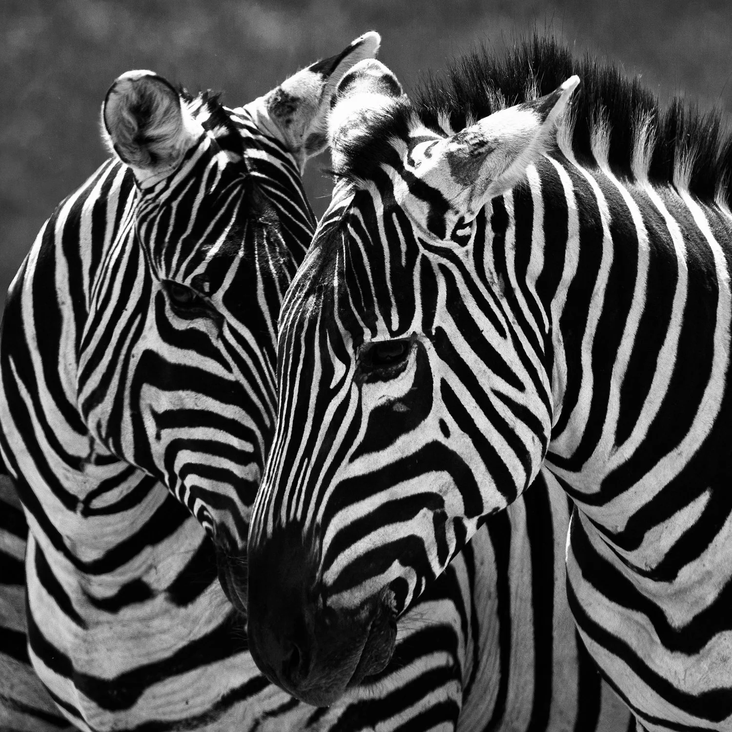 zebras b&w.jpg