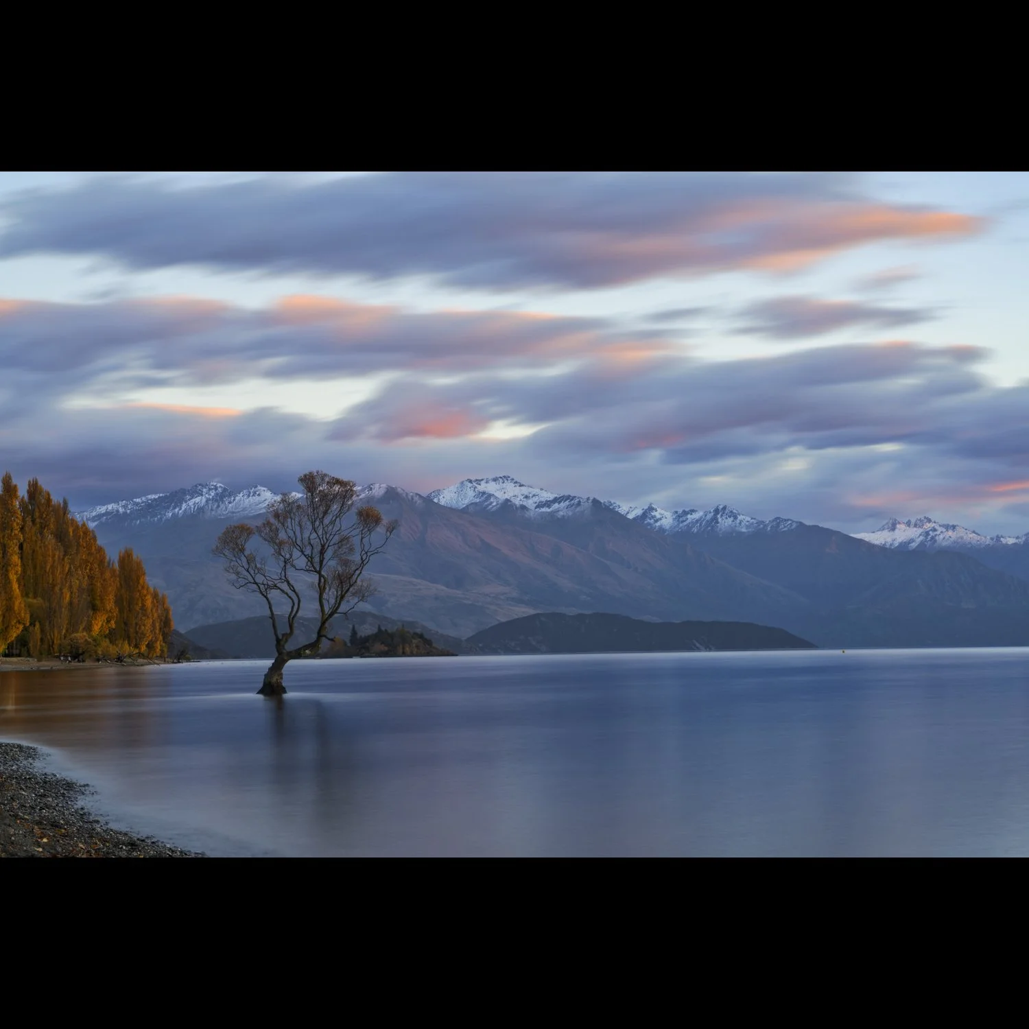 Wanaka Tree at Dawn