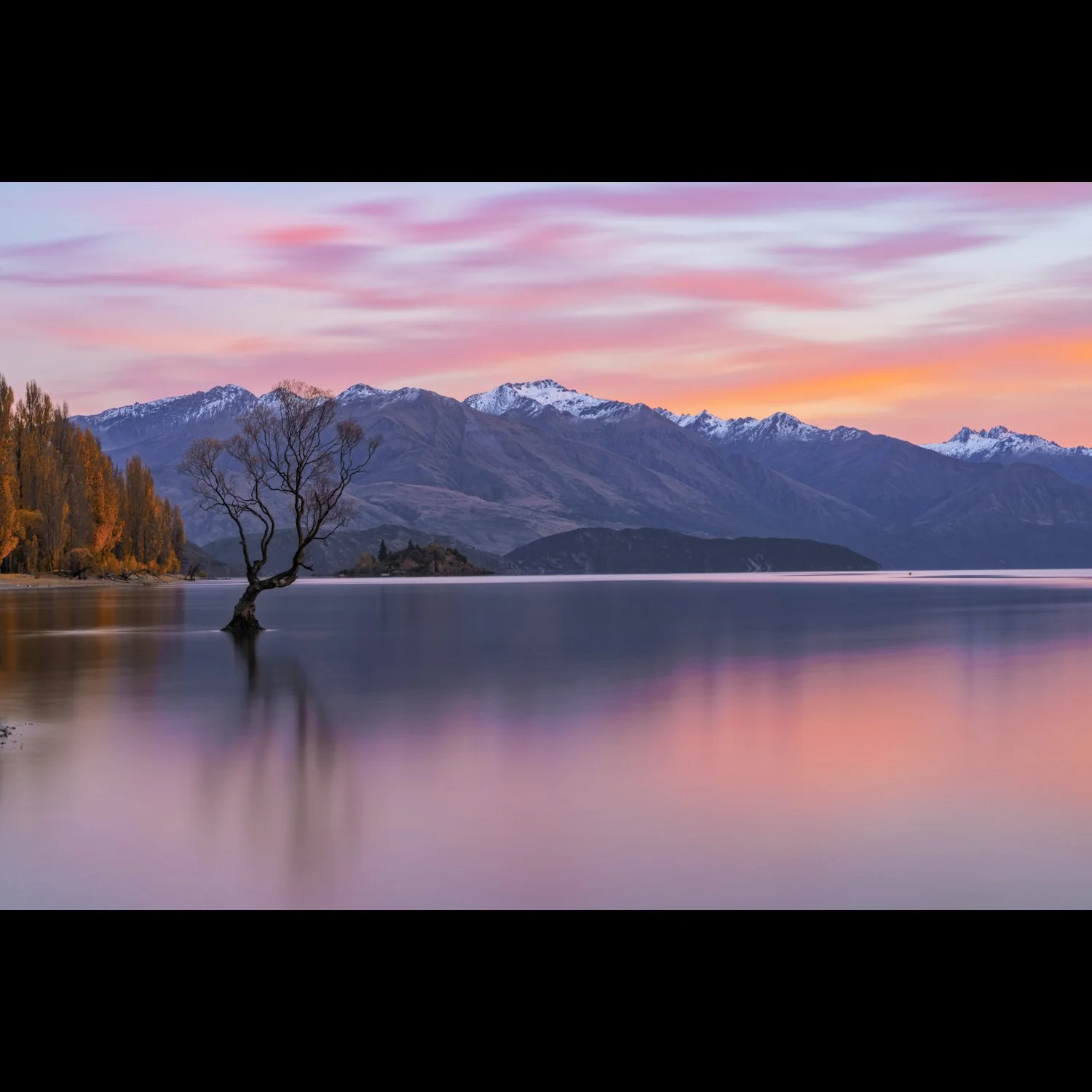 Wanaka Tree in Autumn