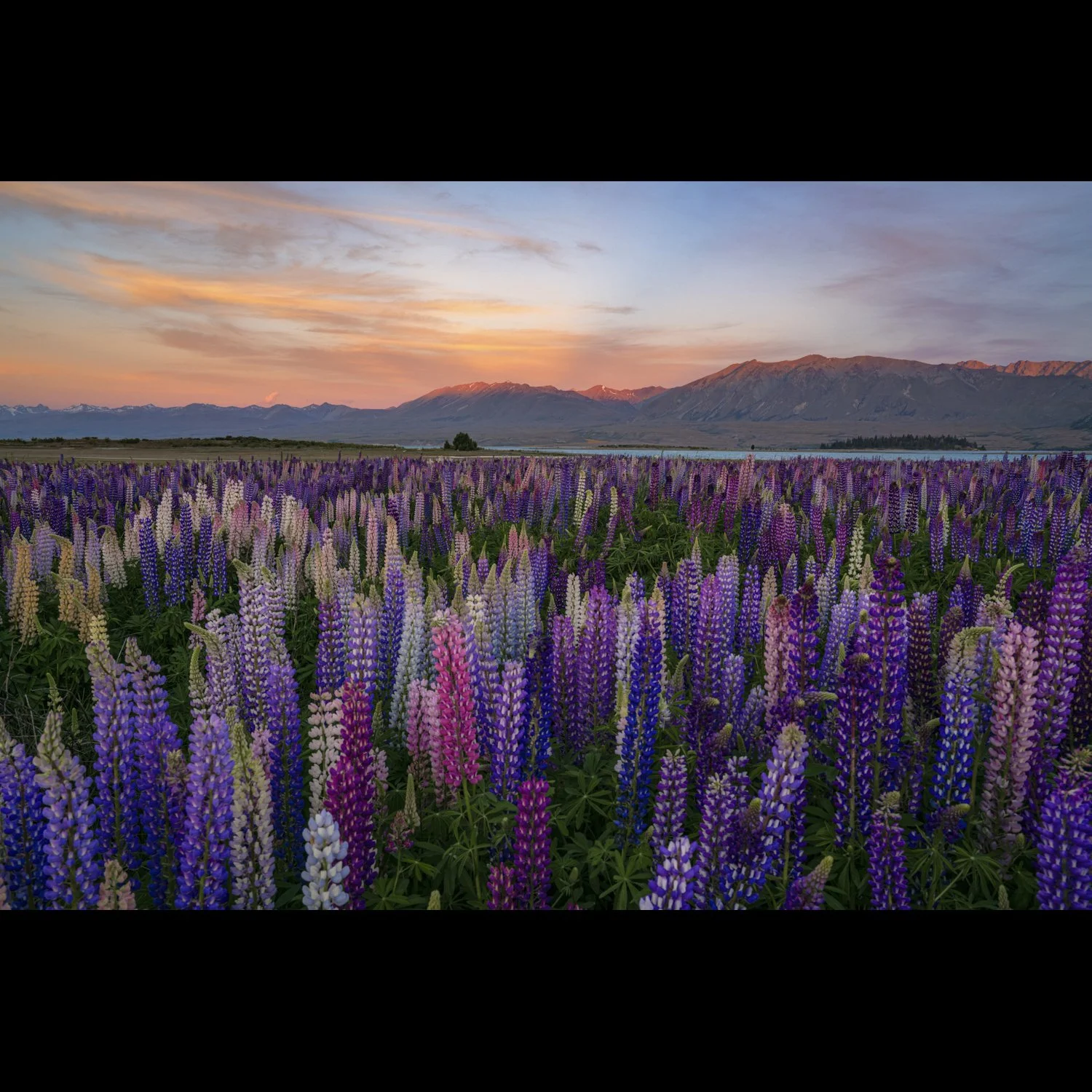 Tekapo Lupines 2