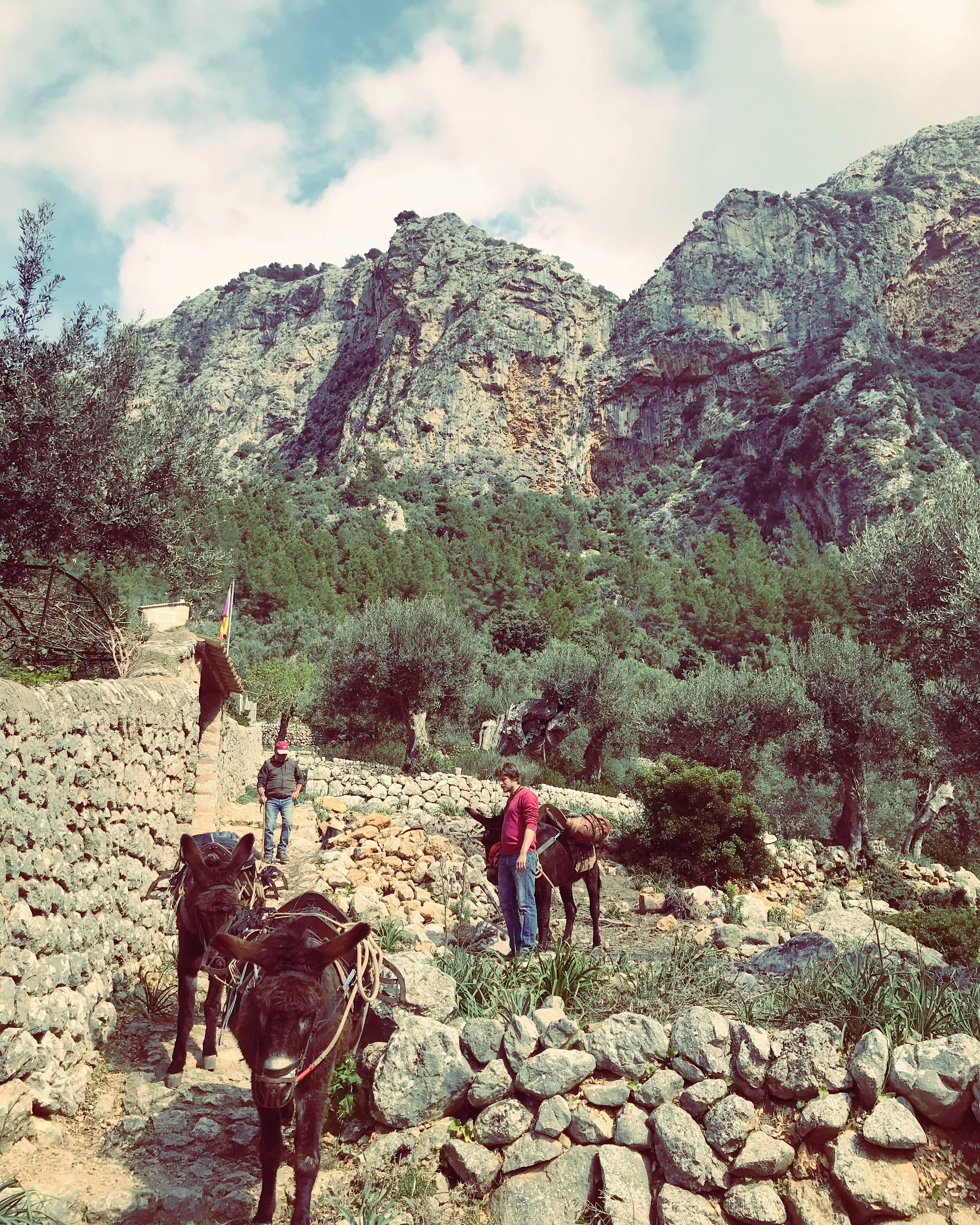 Hikers with donkeys walking along a rocky trail in a mountainous landscape of the Serra de Tramuntana, mallorca, Spain. The Barranc de Biniraix with green olive trees and large rocky cliffs in the background.