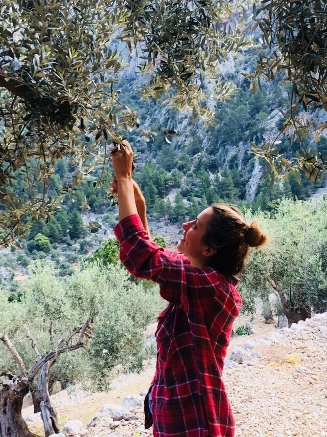 yoga teacher Lily Sielaff reaching up to pick olives from an olive tree in a mountainous area with green trees and rocky terrain.  Discover her yoga classes, retreats, and private sessions in Sóller, Deià, Port de Sóller, Mallorca, Spain