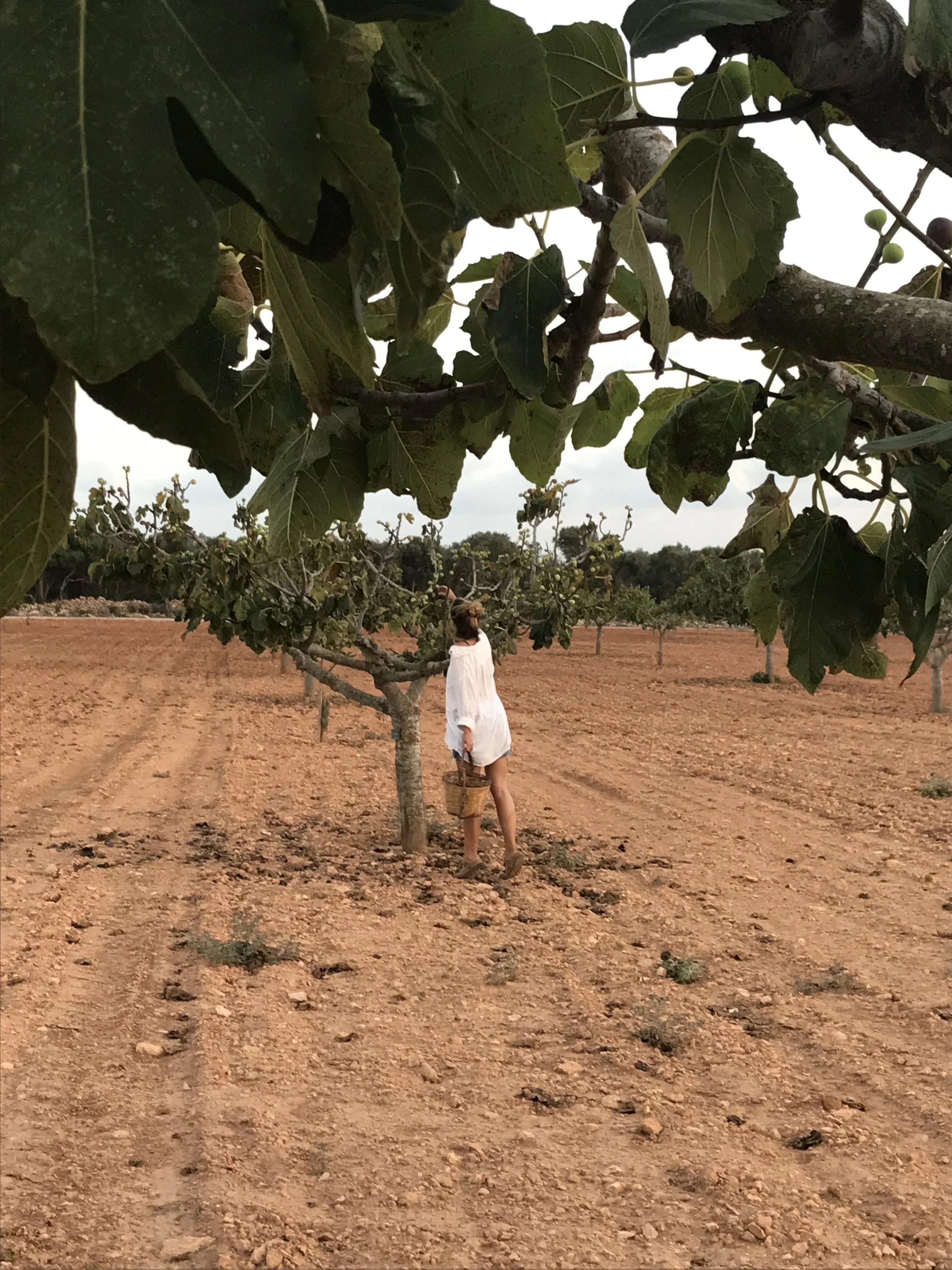 yoga teacher Lily Sielaff under a fig tree with large green leaves in a vineyard or orchard, holding a wicker basket, under a cloudy sky. Discover her yoga classes, retreats, and private sessions in Sóller, Deià, Port de Sóller, Mallorca Spain.