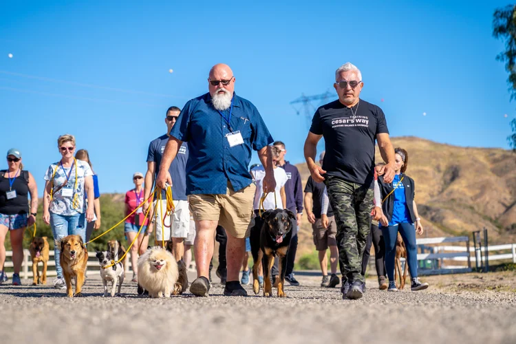 Dog Training Fort Worth — Always Faithful Dog Training