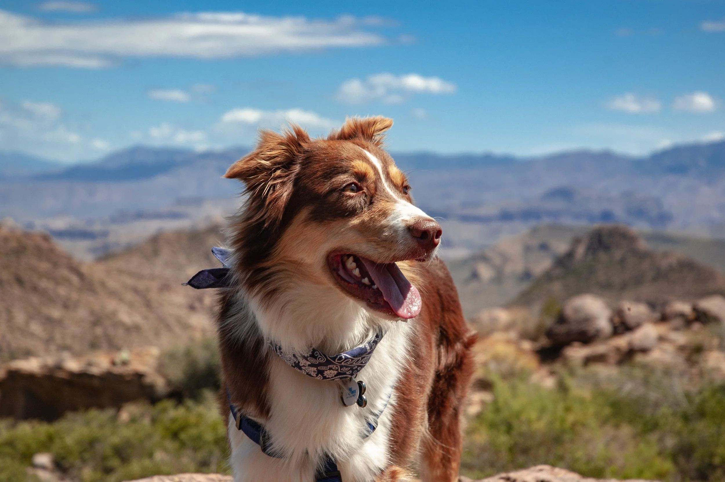 Dog Training Tucson — Always Faithful Dog Training