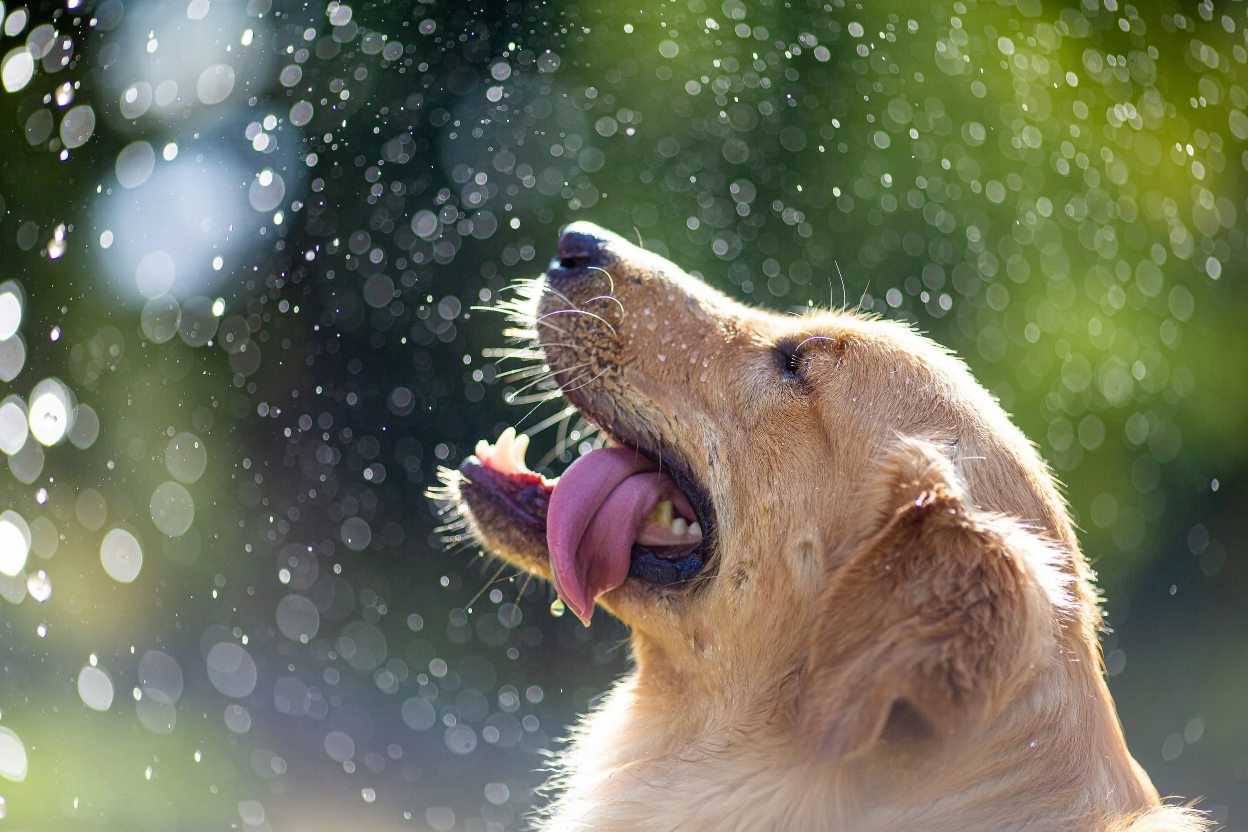 Dog Training New Orleans — Always Faithful Dog Training