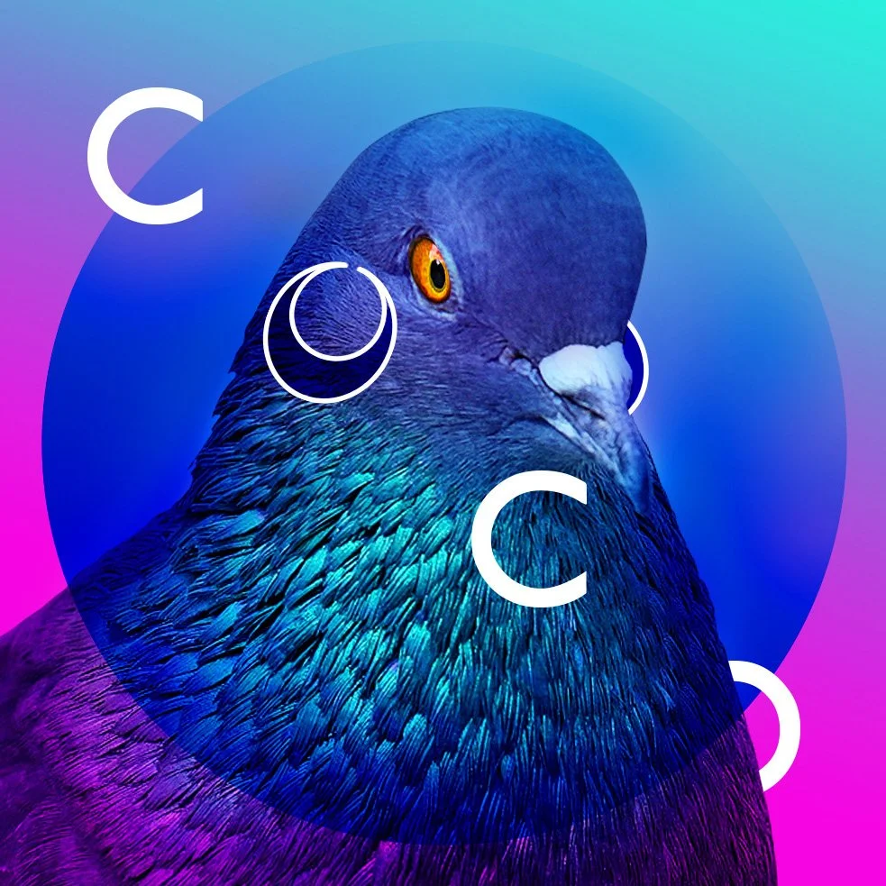 coco.jpg