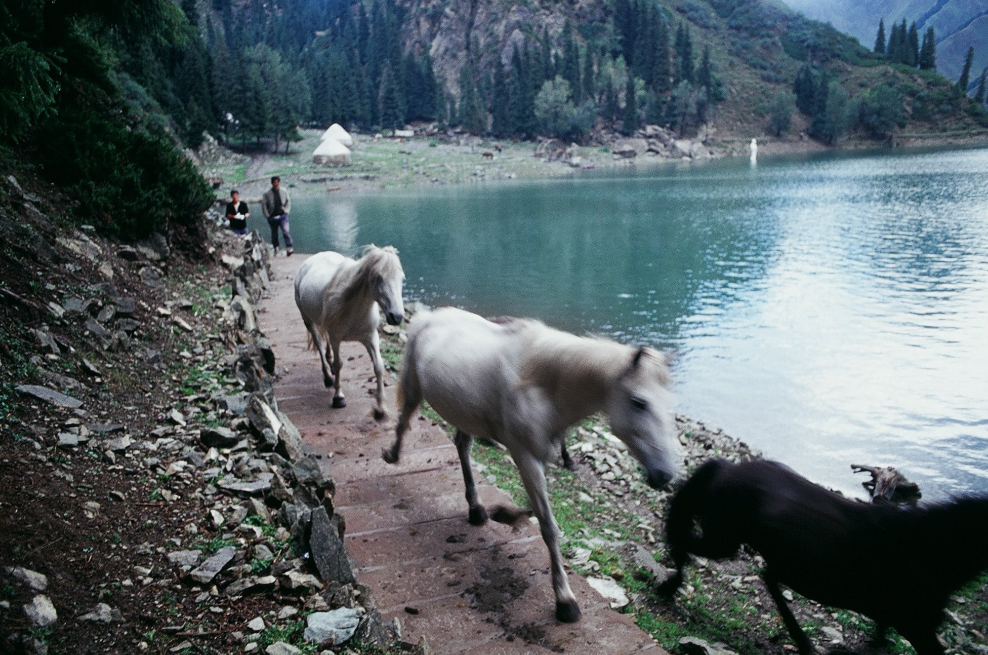  The horses of Kazakh herders at Tianchi, Heavenly Lake, Xinjiang.  