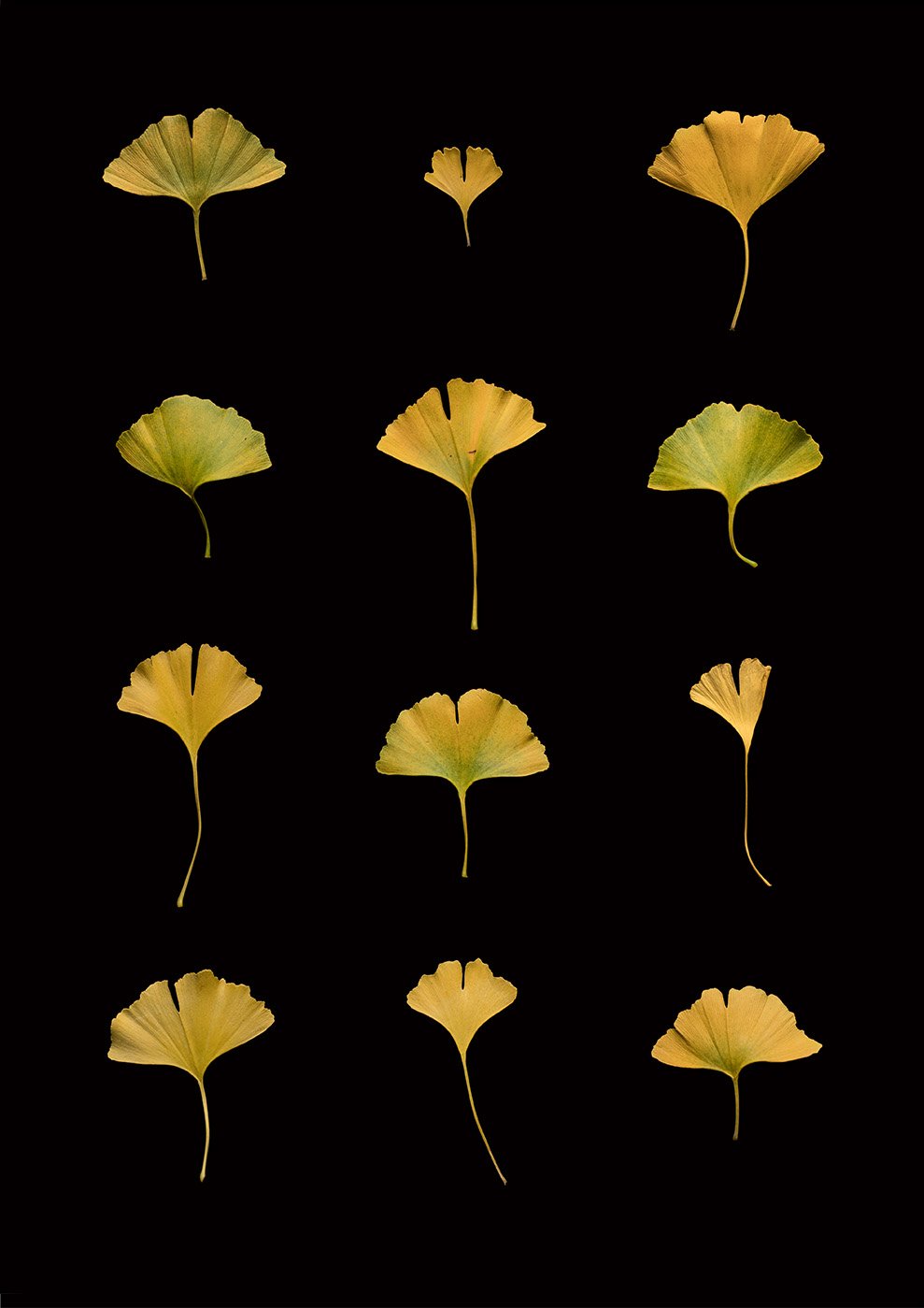 Ginkgo_print_noborder.jpg