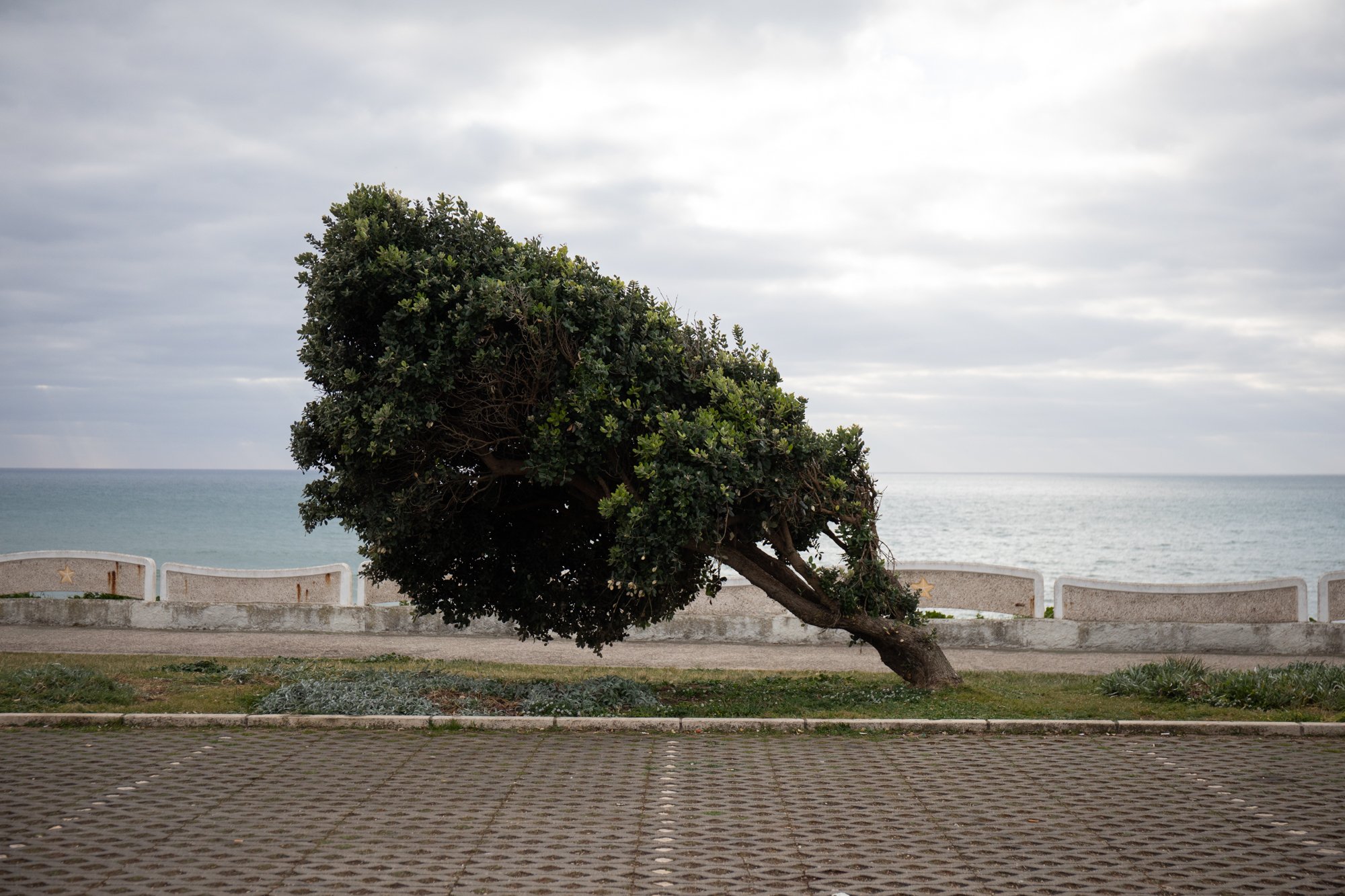  Trees living alongside the Atlantic wind, Ericeira, Portugal.   