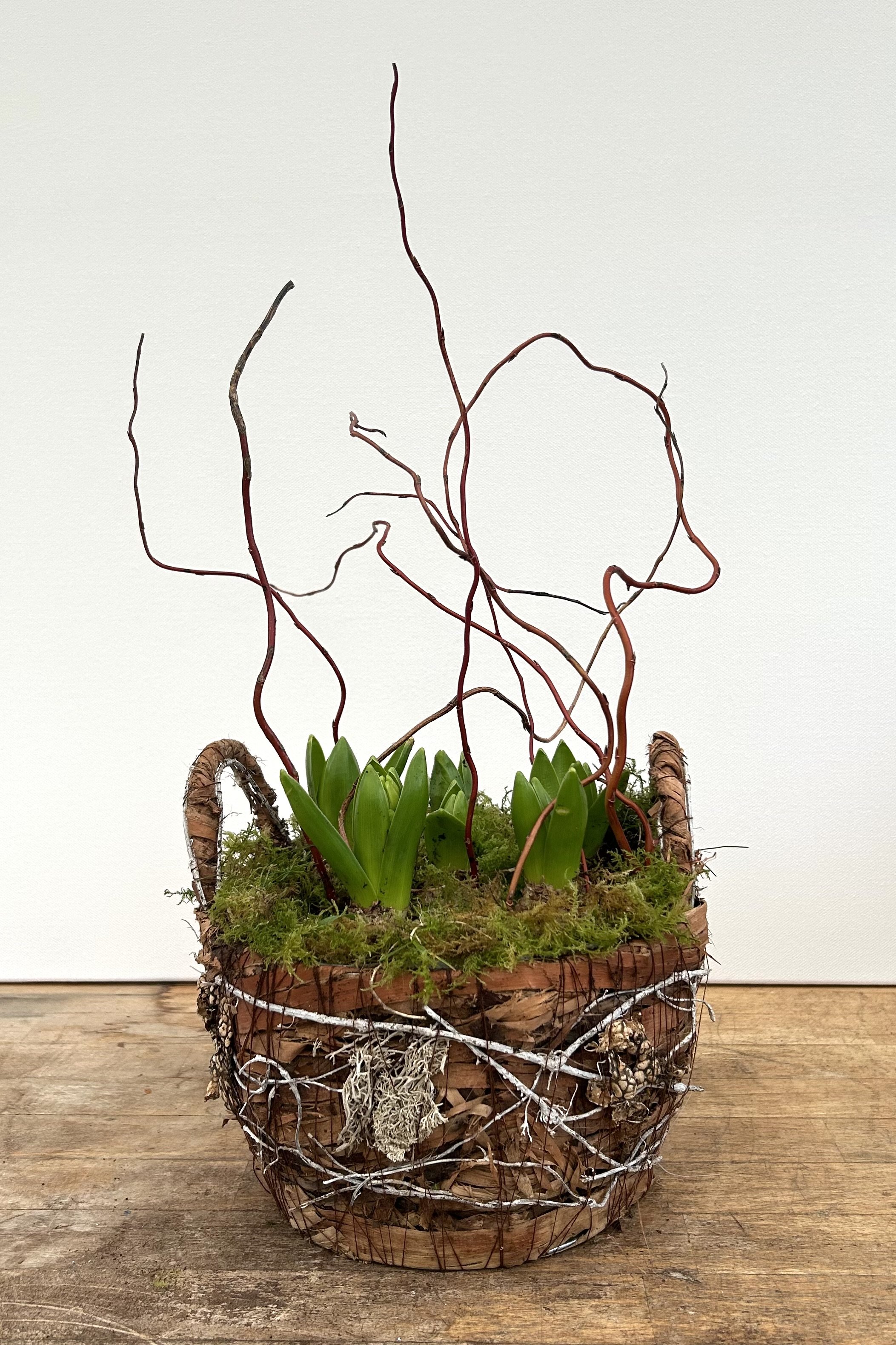 Wild White Pearl Hyacinth Planter - Large