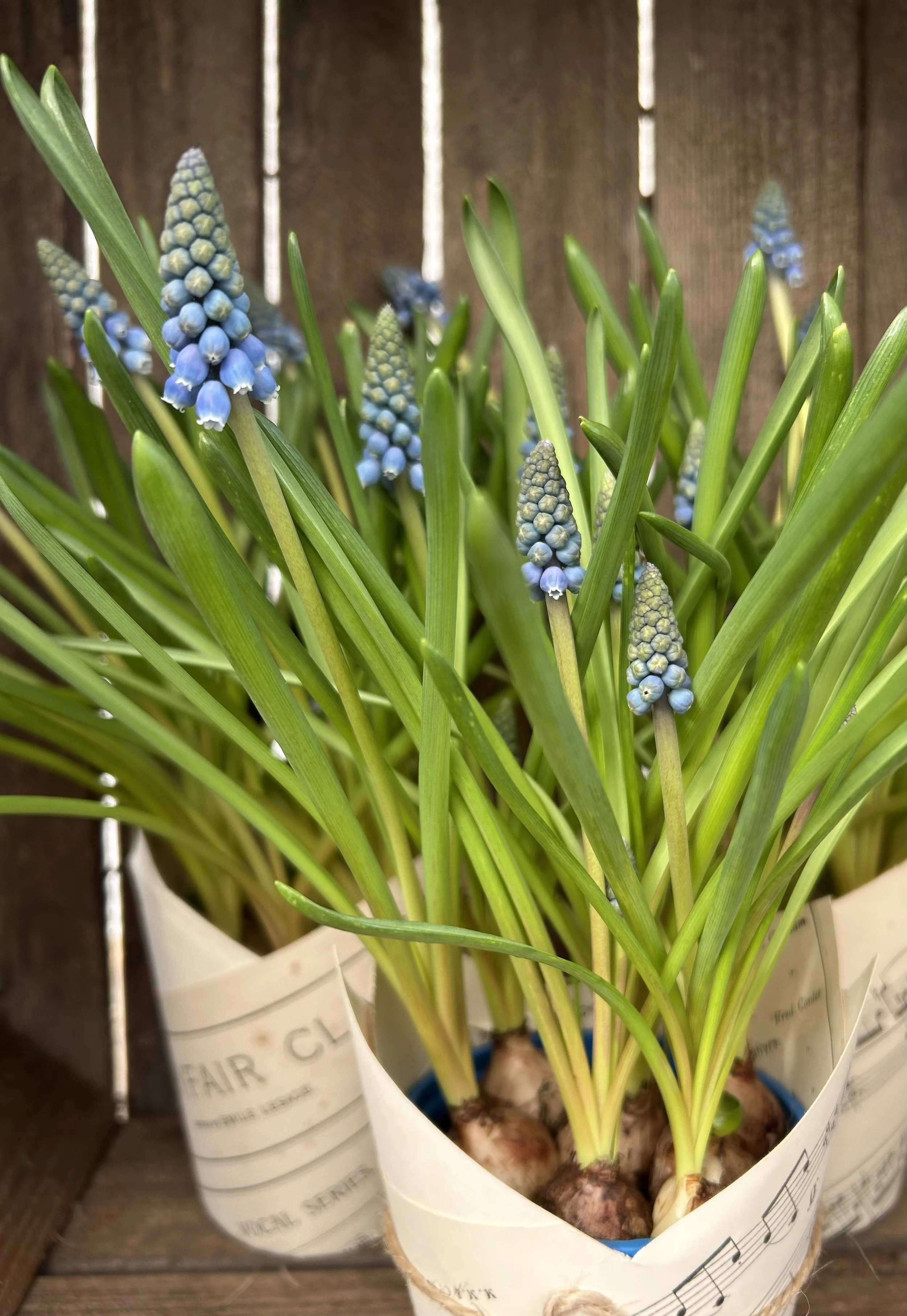 FullSizeRender (1).jpg