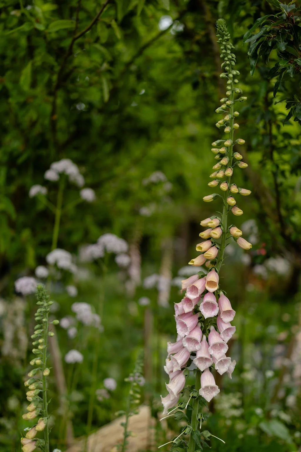 Chelsea_2026_BeckyWoodCreative-78.jpg