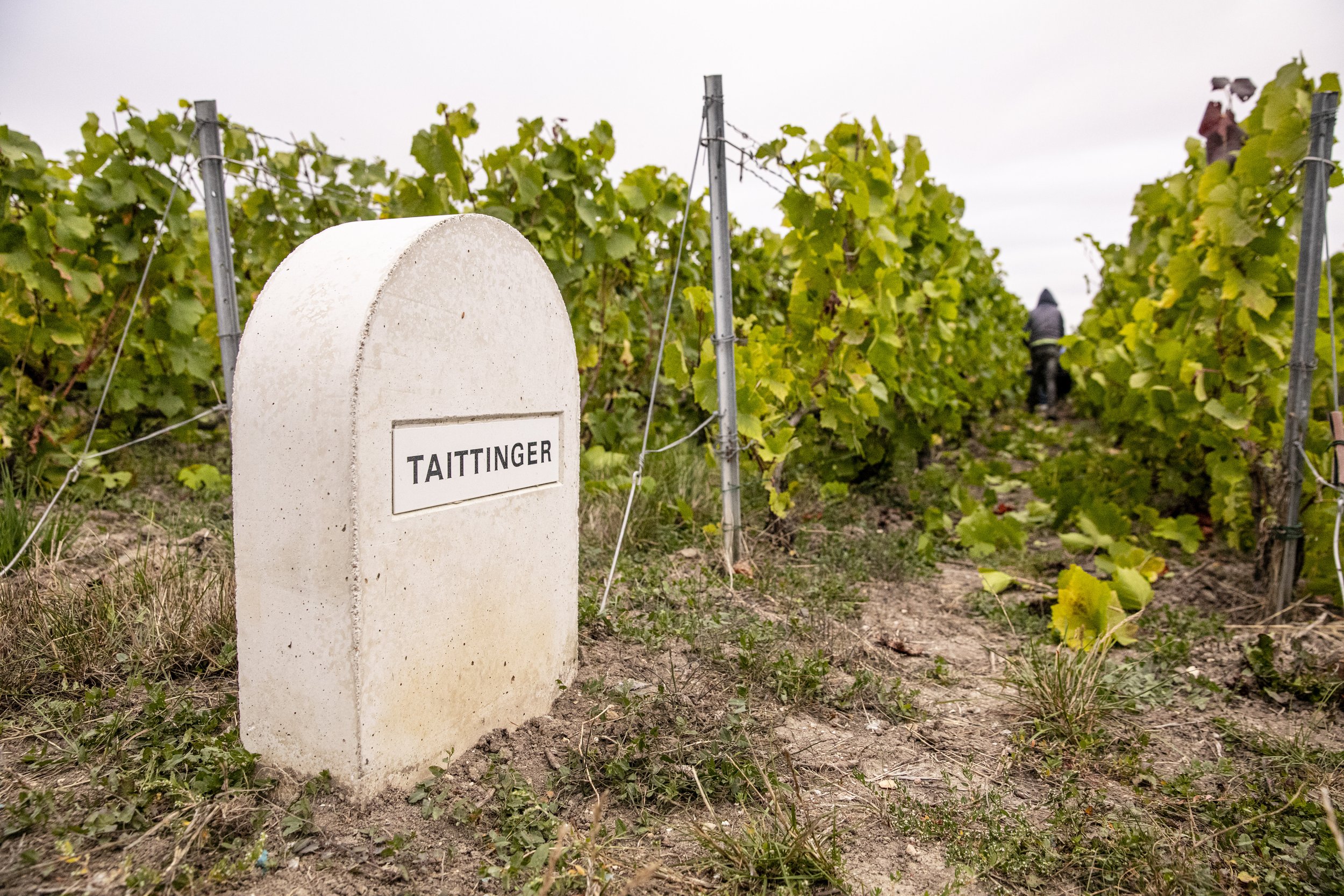 WIne_Harvest_2019_562_Taittinger_2339.jpg