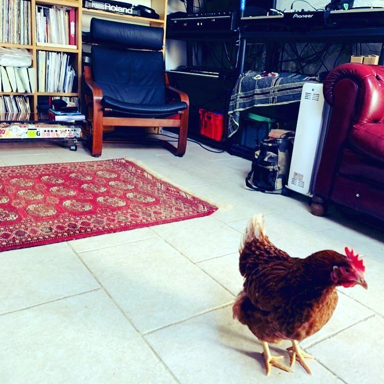 Studio Chicken