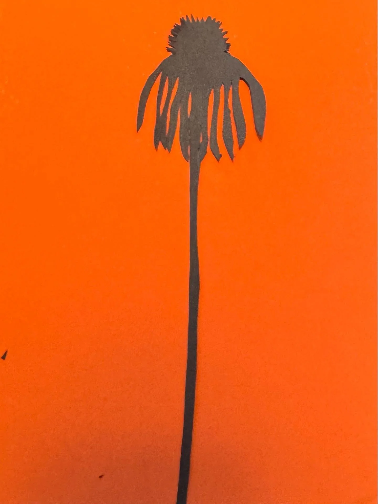 Day 31 of 100: Dying Coneflower (Echinacea). 
This is all I could do today. This is the season where our lovely coneflower looks like it&rsquo;s rotting on the stem. The petals look like they&rsquo;re dripping tar. But then they become this wonderful