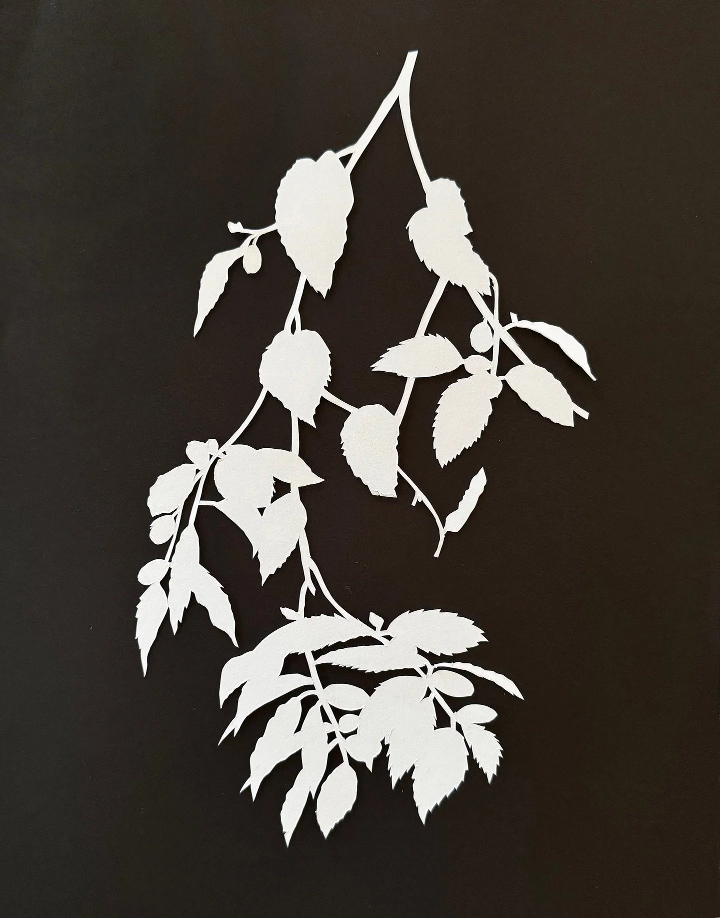 Day 35 of 100&mdash;Audubon without Audubon.
This silhouette is taken from John James Audubon&rsquo;s print of the Autumnal Warbler&mdash;minus the warblers. Audubon&rsquo;s prints are gorgeous with a capital G. But he also killed a hell of a lot of 
