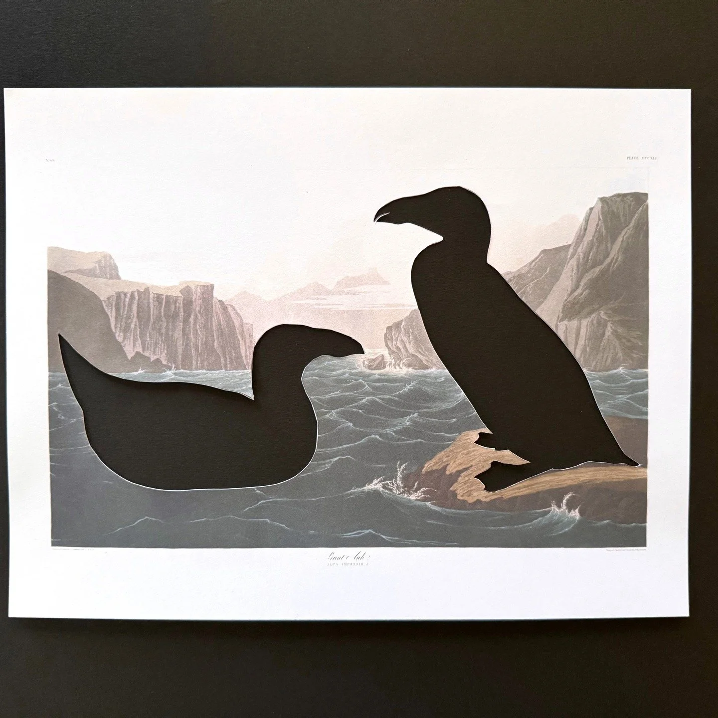 Day 43 of 100, part II: Close-ups of Audubon, Your Loves Have Flown.

Great Auk: The last pair were nesting mates, killed to sell as specimens to a collector in 1844. 

Labrador Duck: The last of these was shot, killed and eaten in 1878.

Passenger P