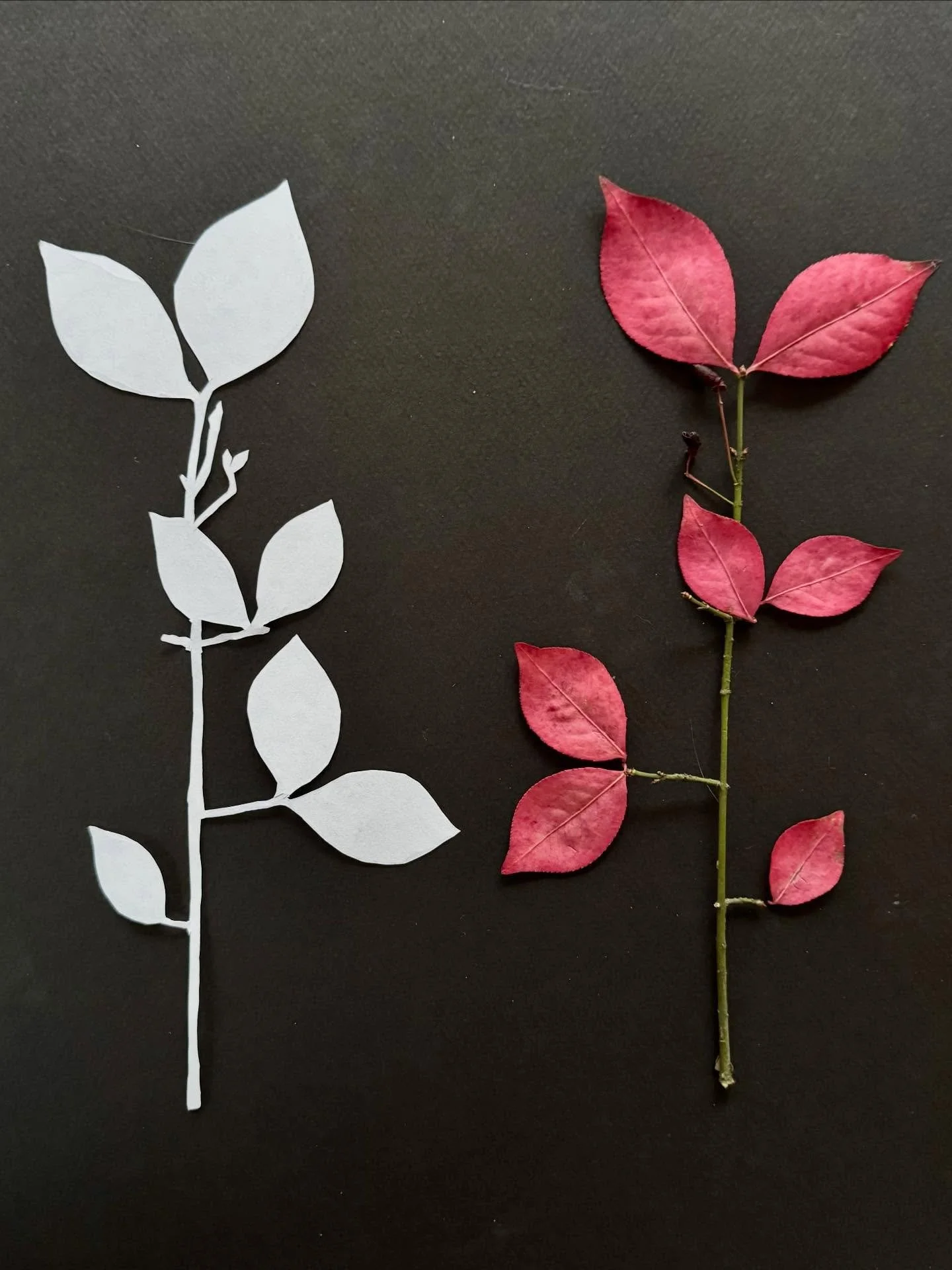 Day 75 of 100: Burning bush and tremors

I couldn&rsquo;t do much again today, but did a branch. I thought I&rsquo;d show you the difference between sketching with tremors and what an eventual cutout can look like. You can see where I attempted to tr