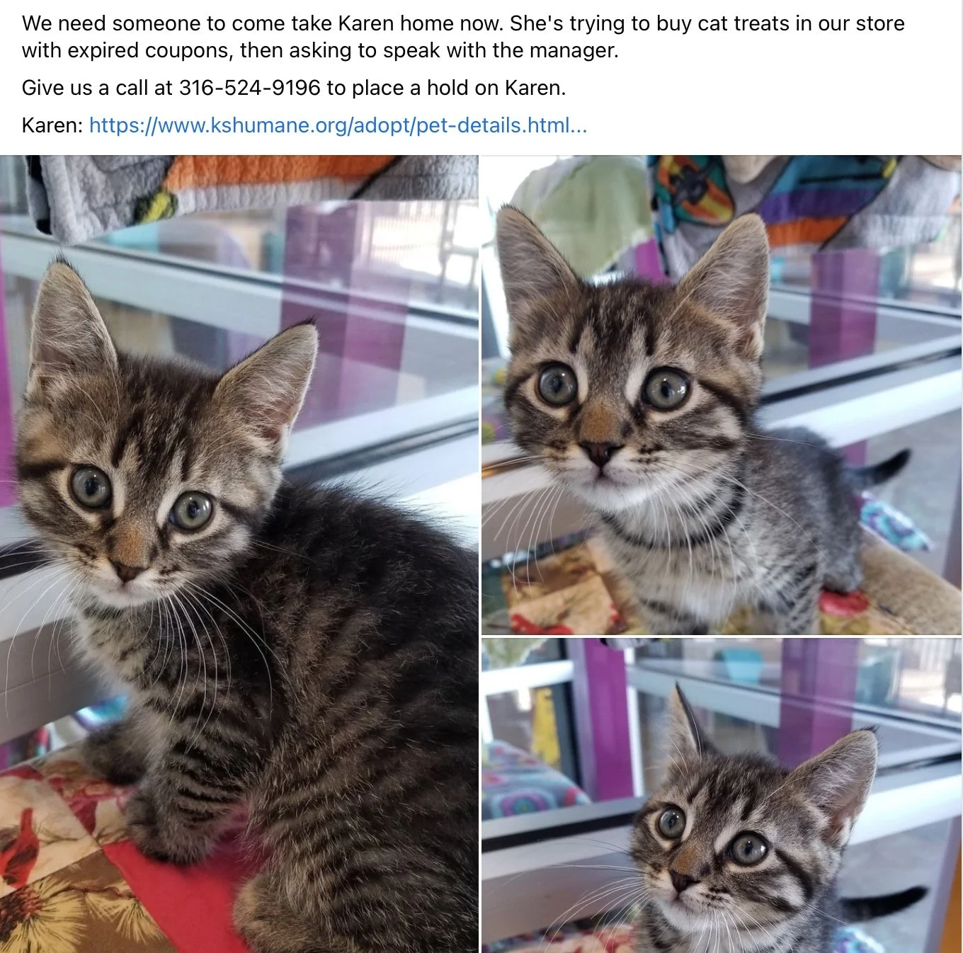 Karen - the kitten