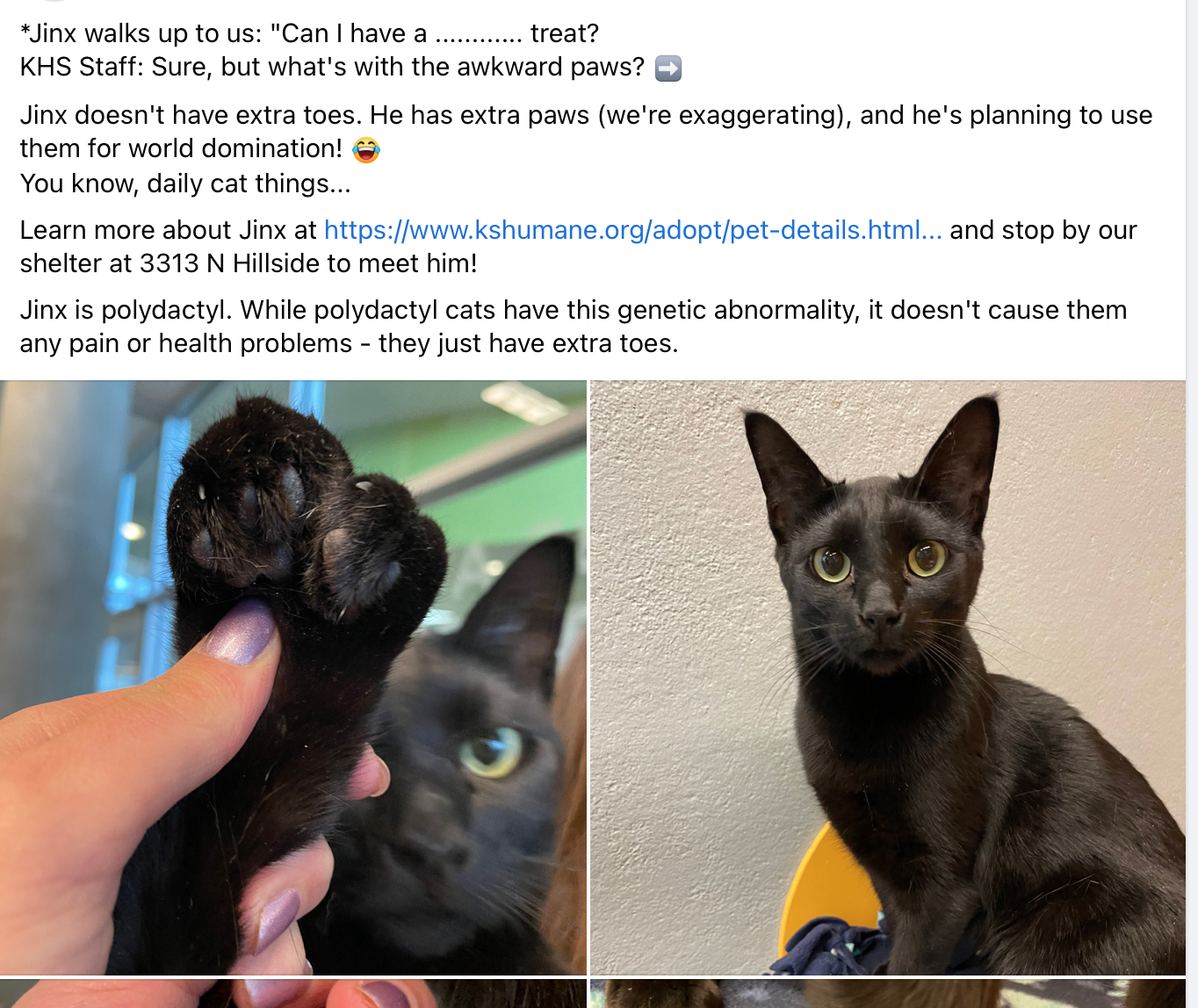 Jinx - the Polydactyl cat