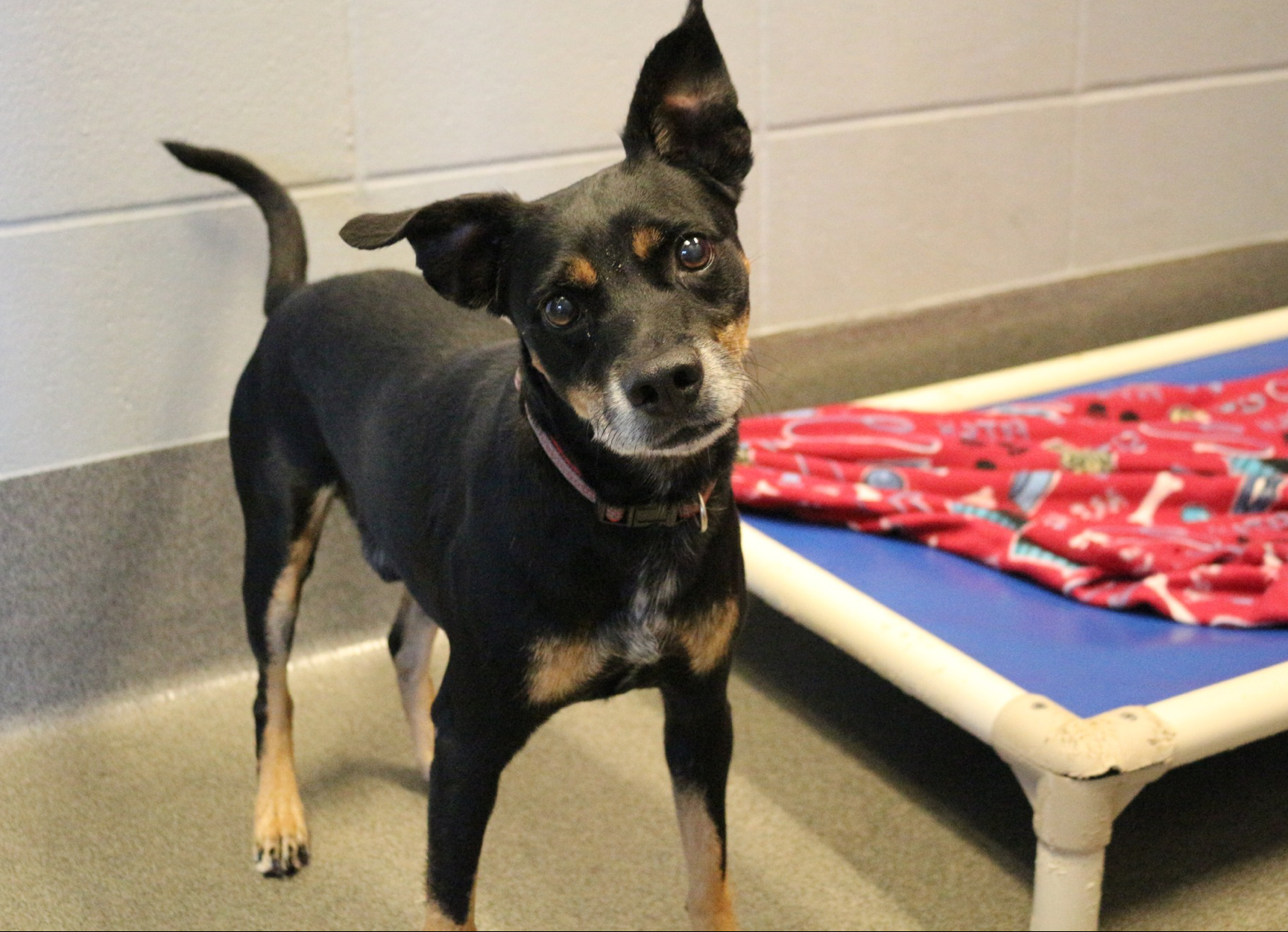 Kuranda Bed Campaign- Showcasing Need