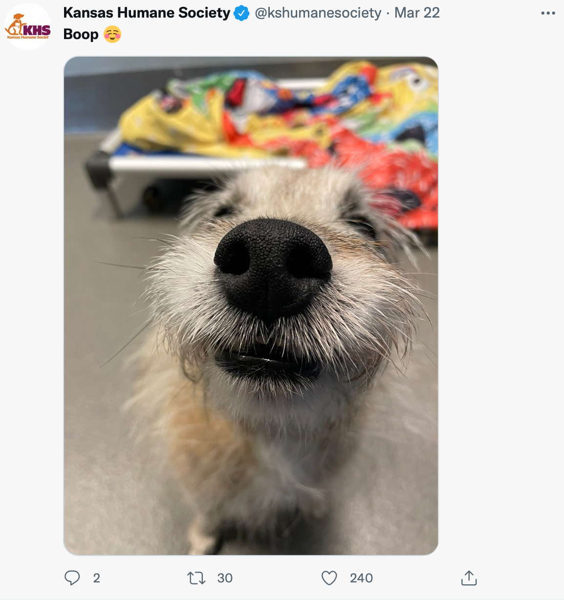 Boop the Snoot