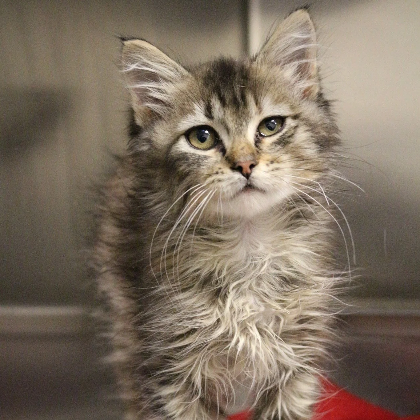 Kitten Picture