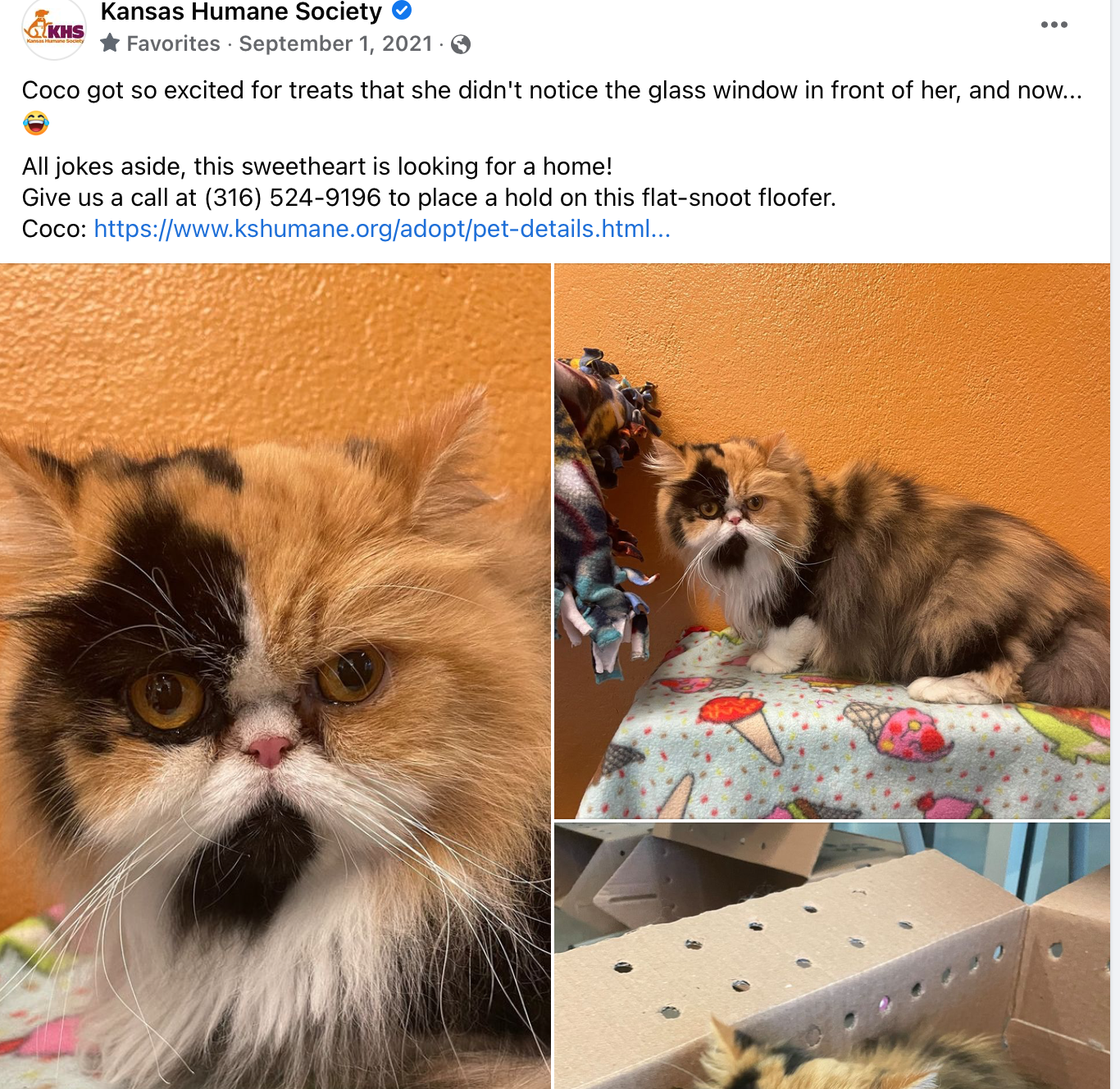 Smoosh faced cat joke