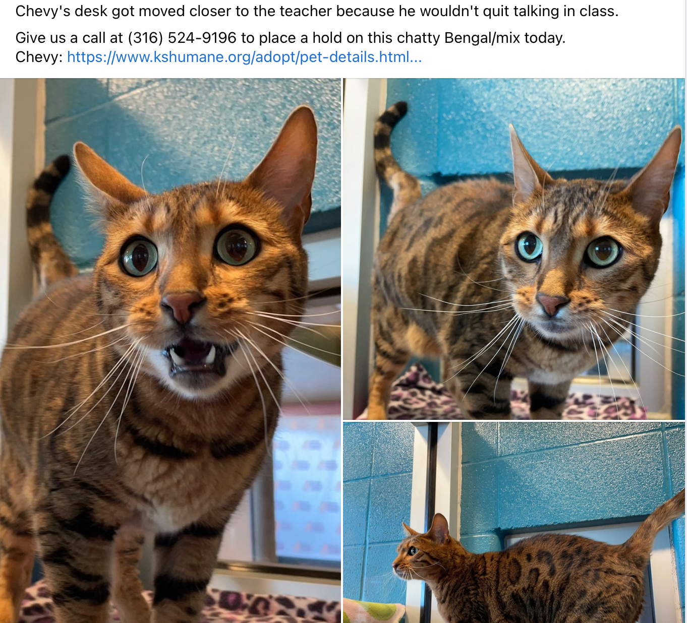 Bengal Cat
