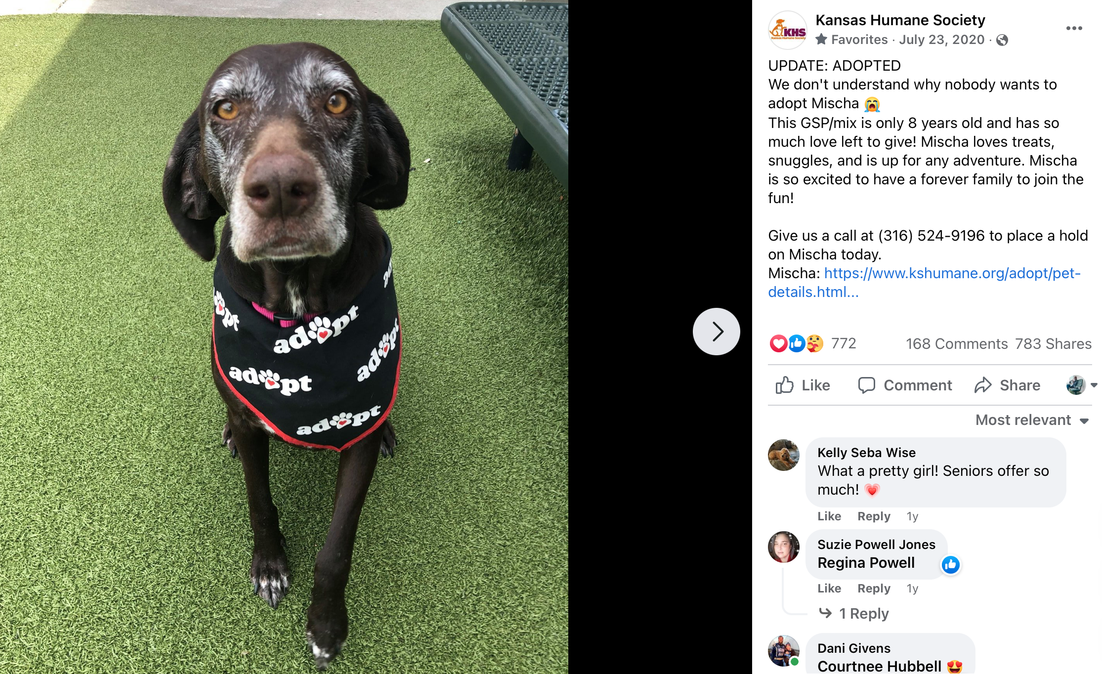 Mischa - Senior Dog