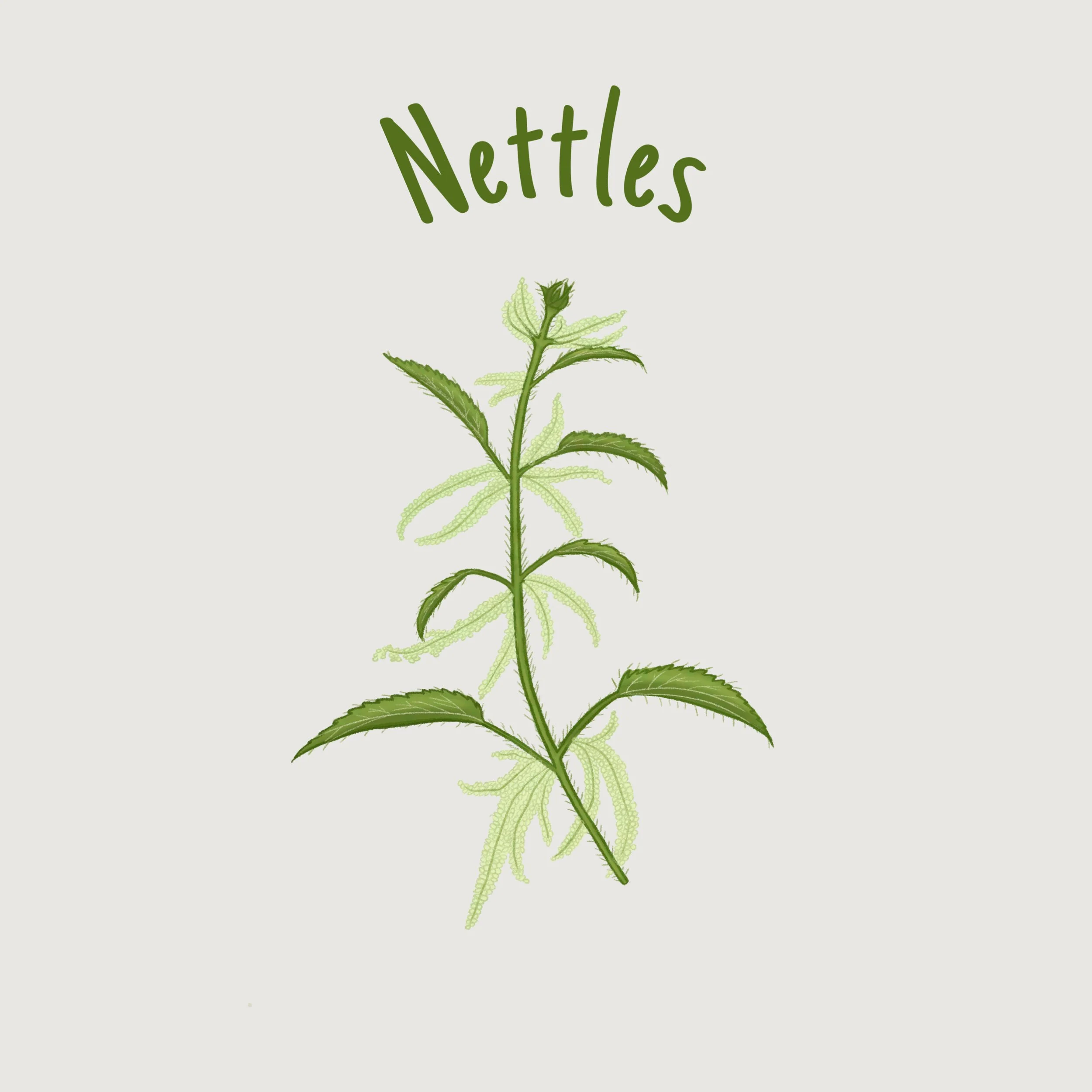 Nettles.jpg