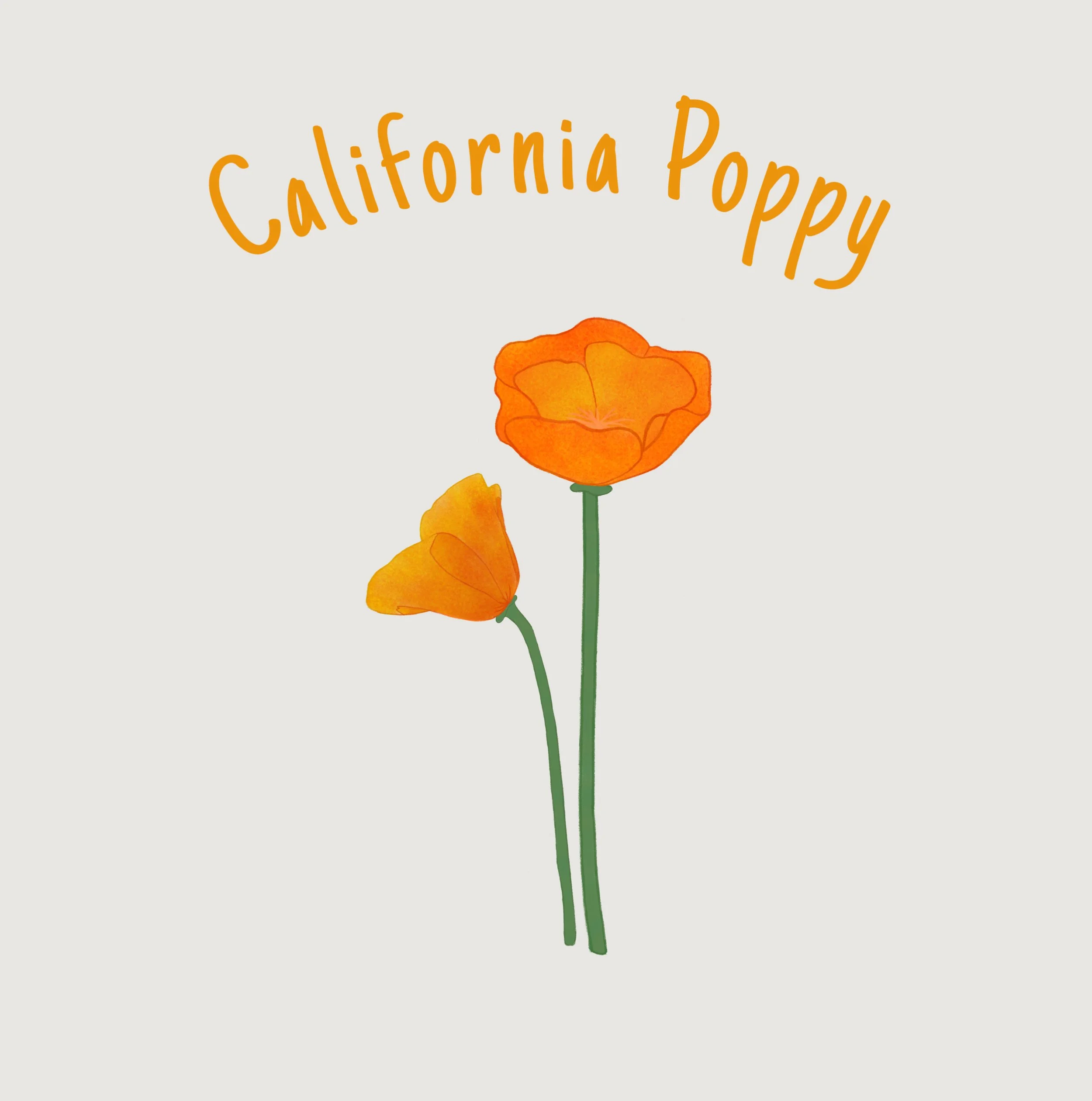 California Poppy.jpg