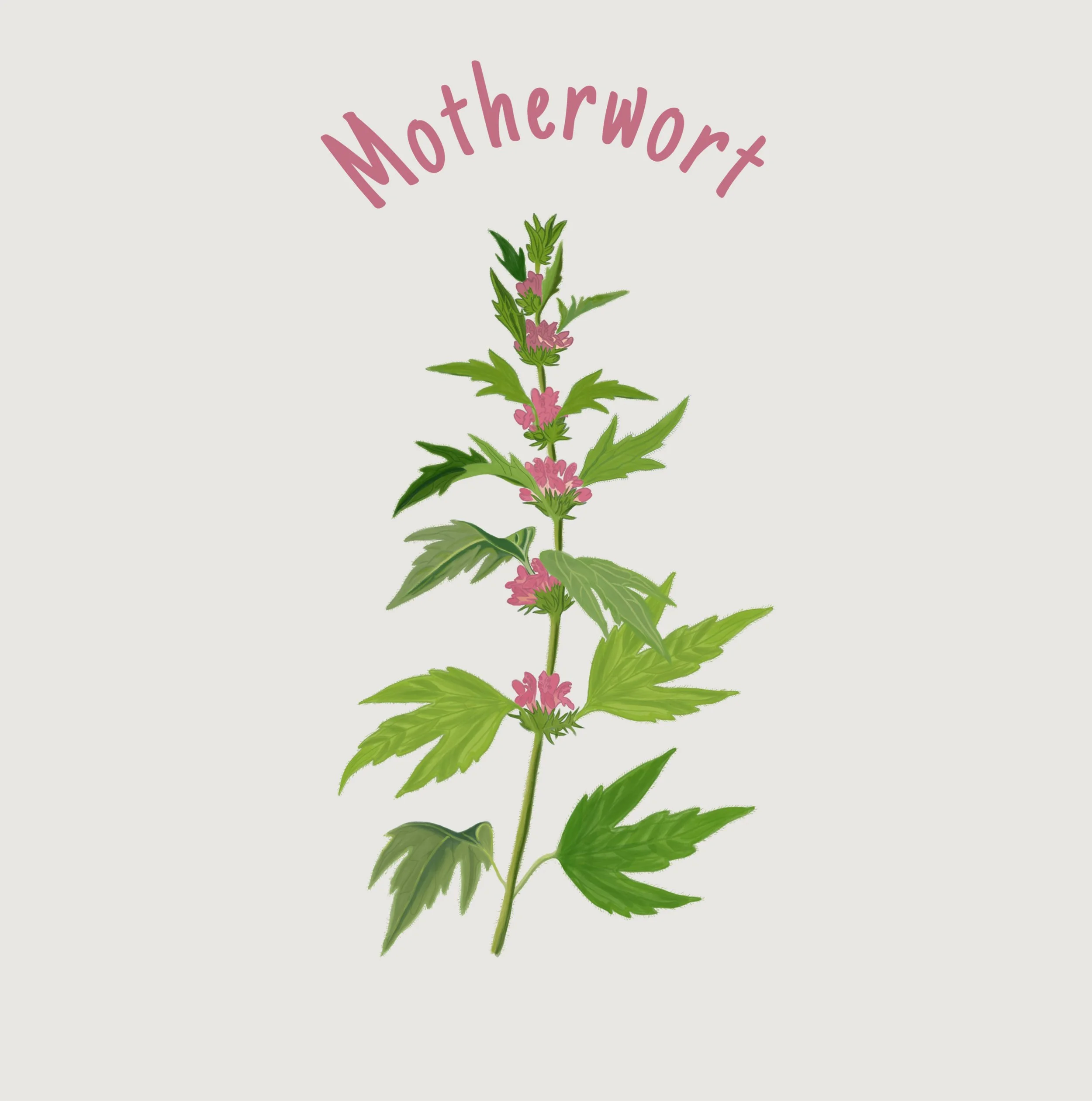 Motherwort.jpg