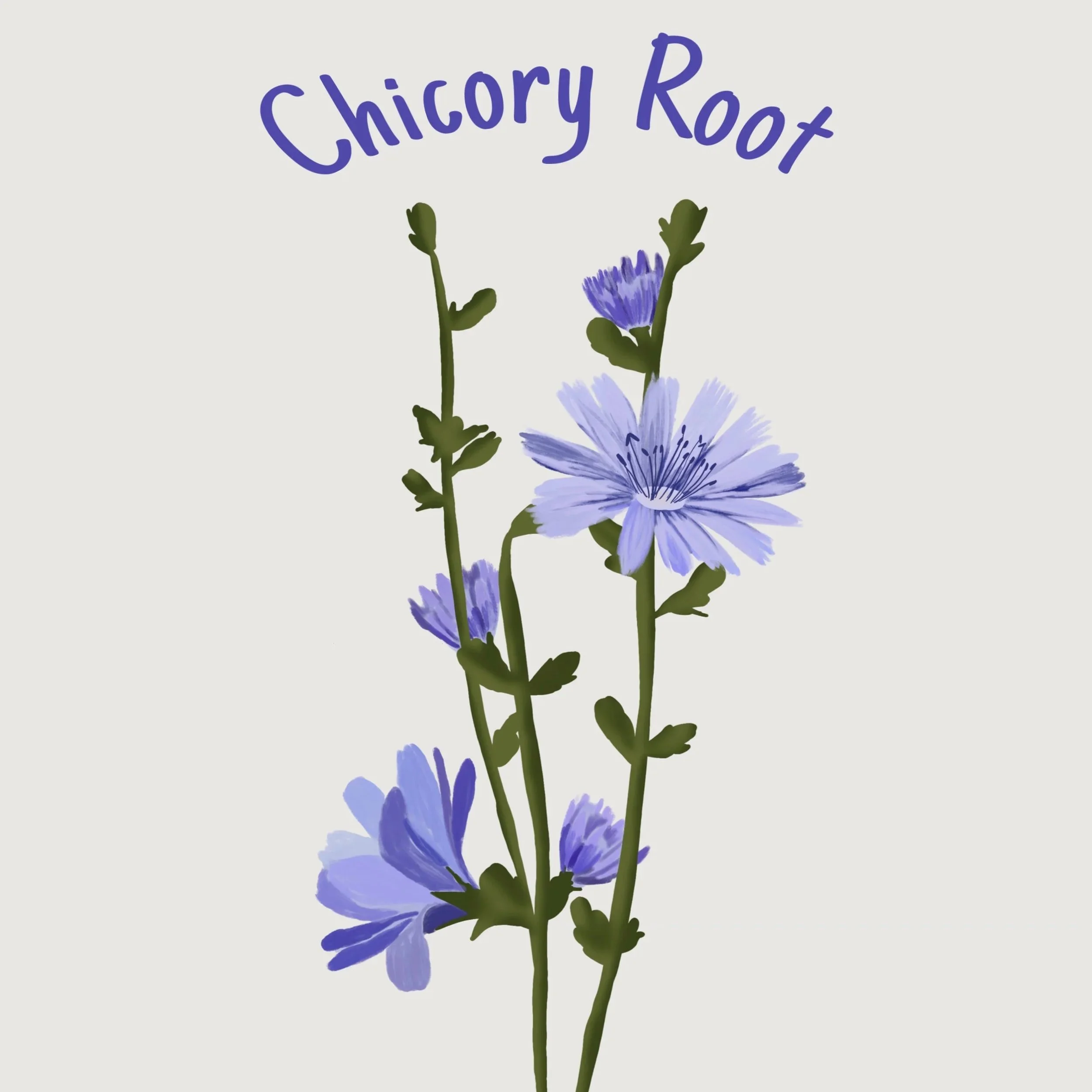 Chicory+Root.jpg