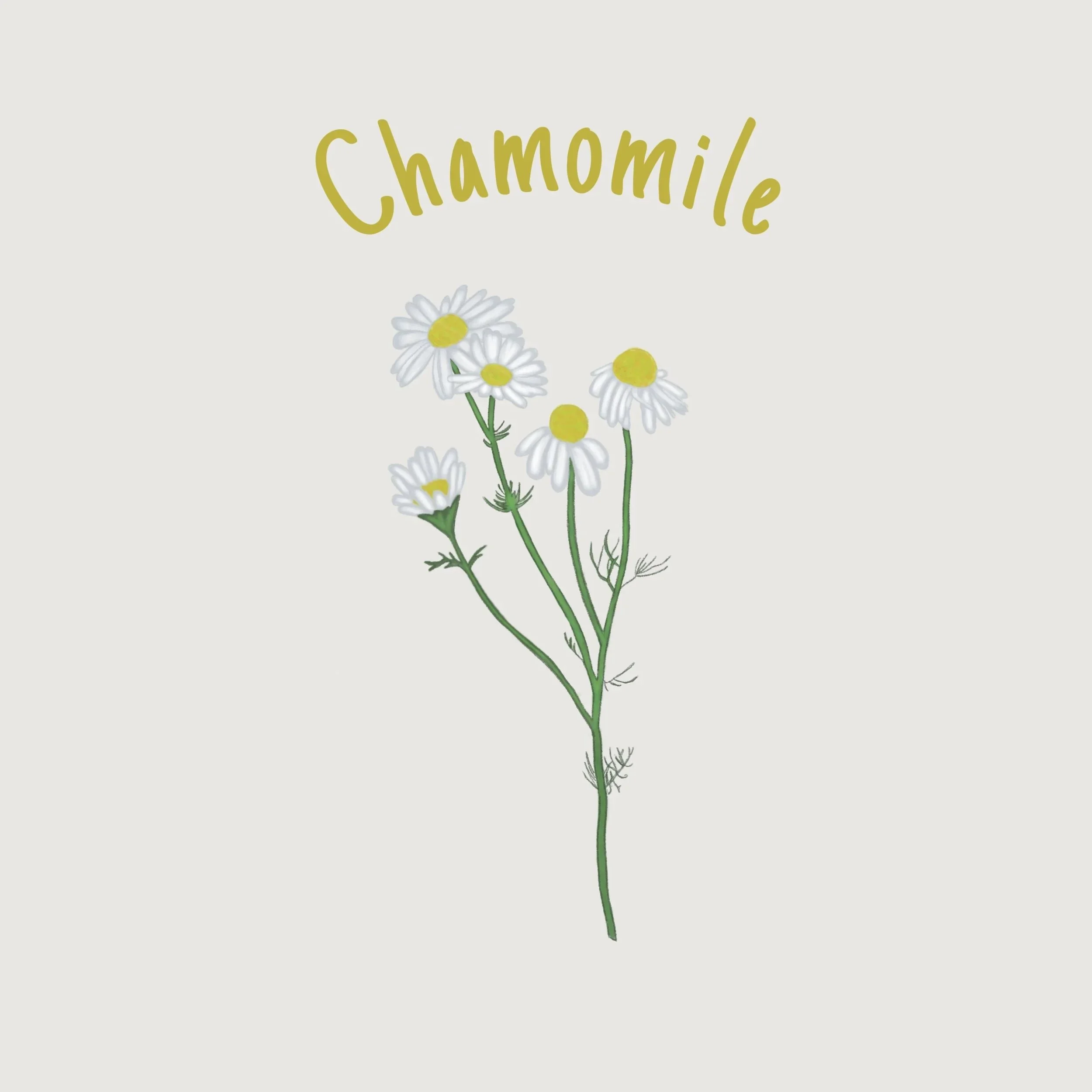 Chamomile.jpg