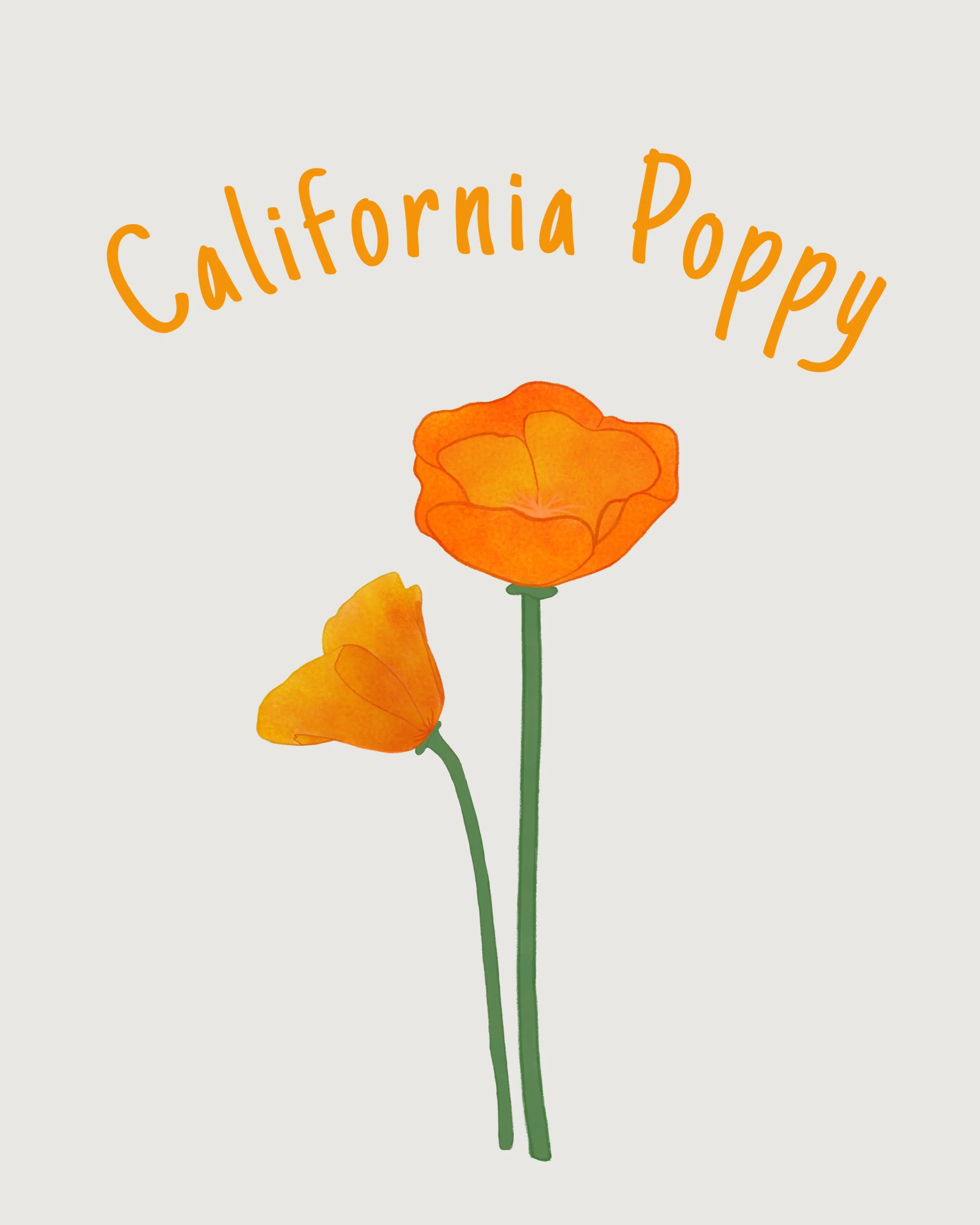 california poppy.JPEG