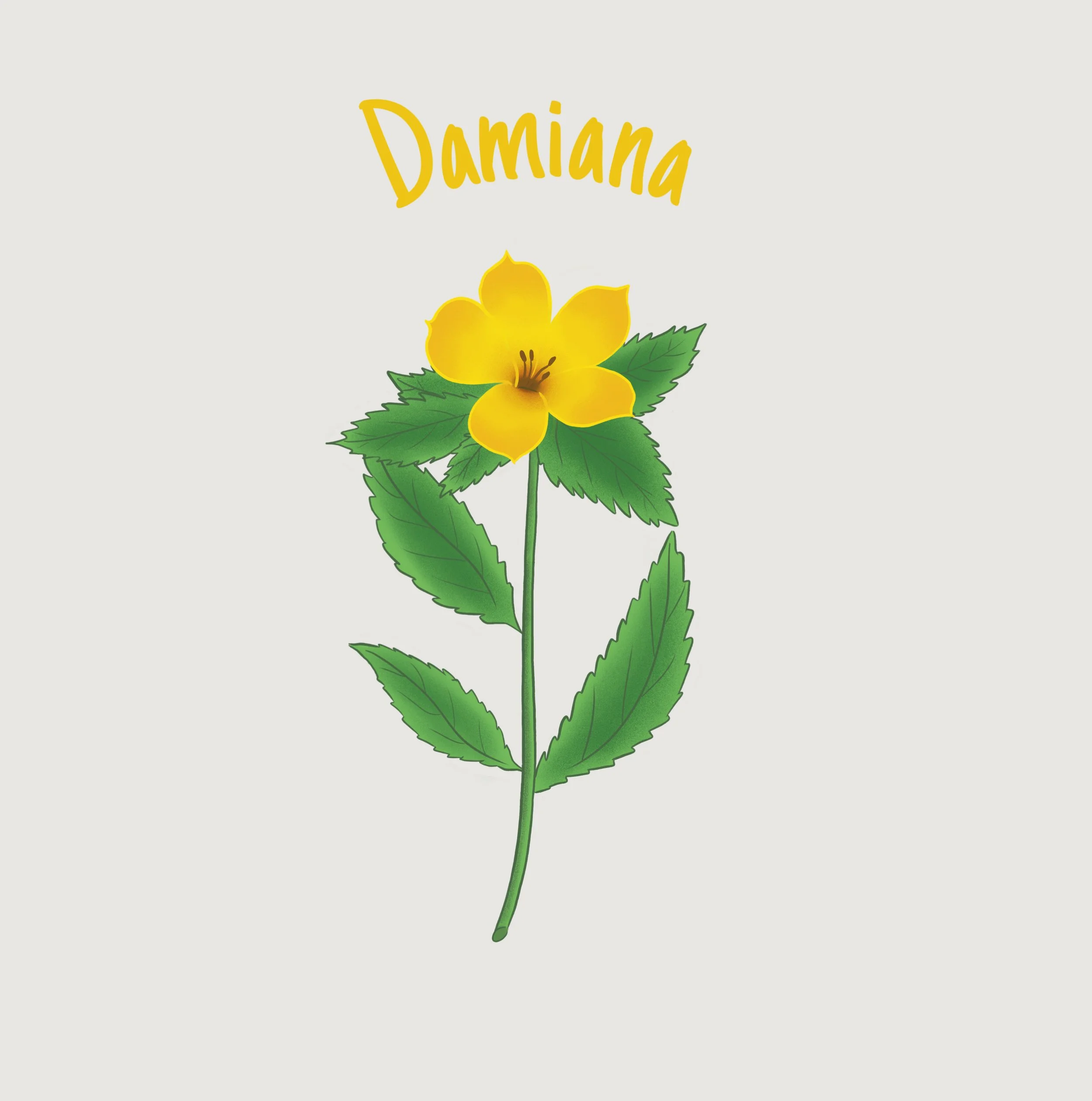 Damiana.jpg