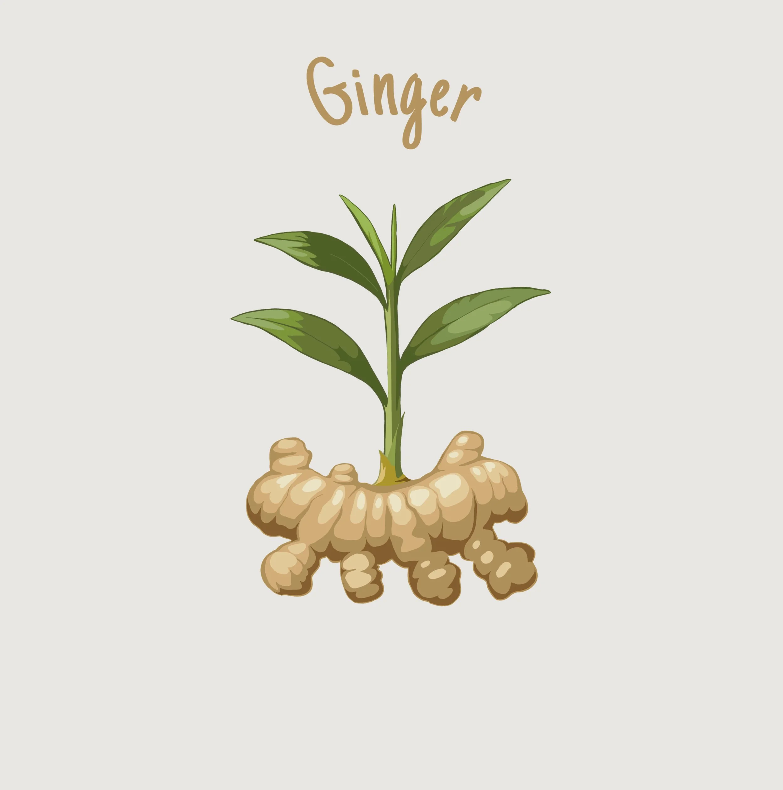 Ginger.jpg