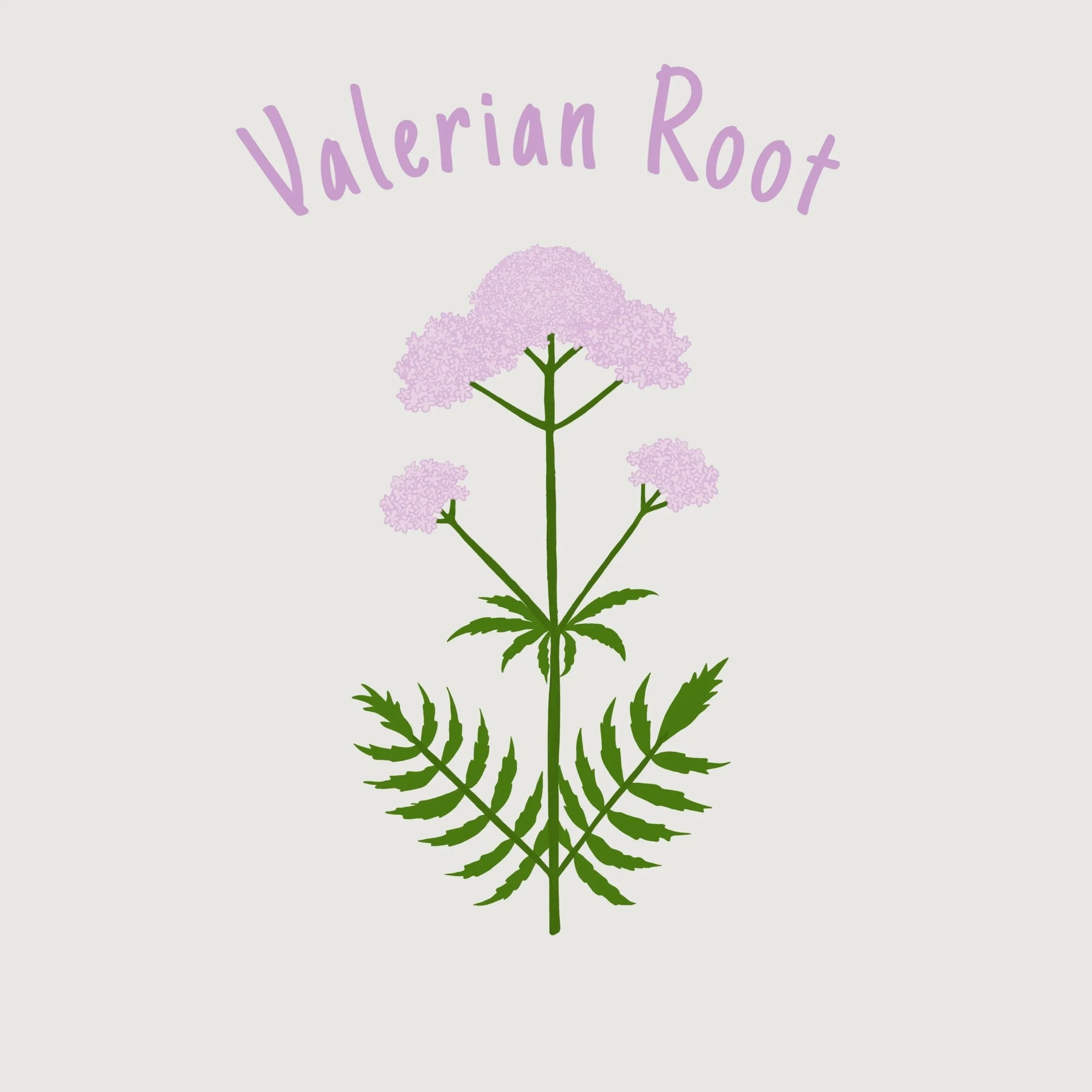 valerian+root.jpg