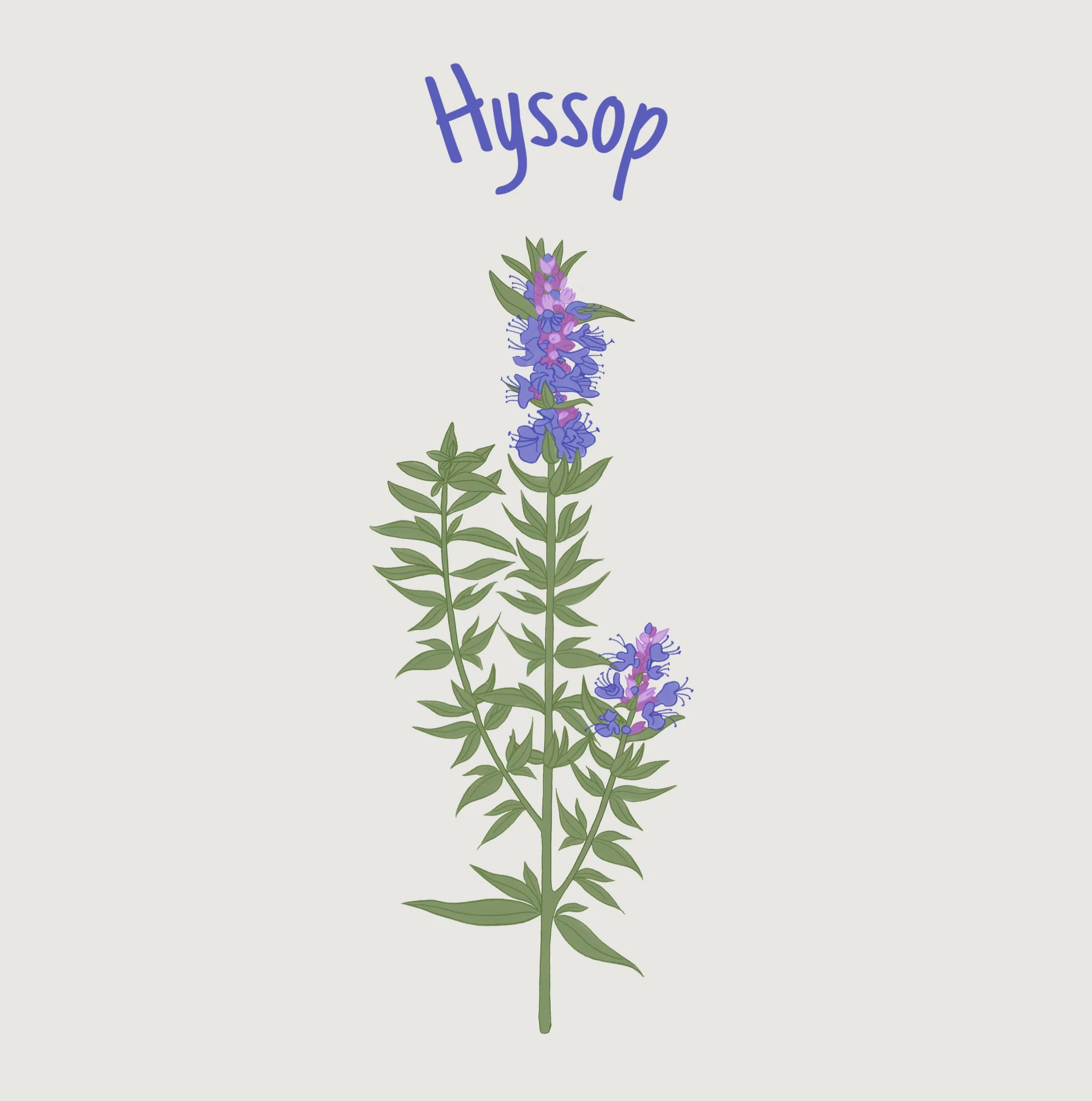 Hyssop.jpg