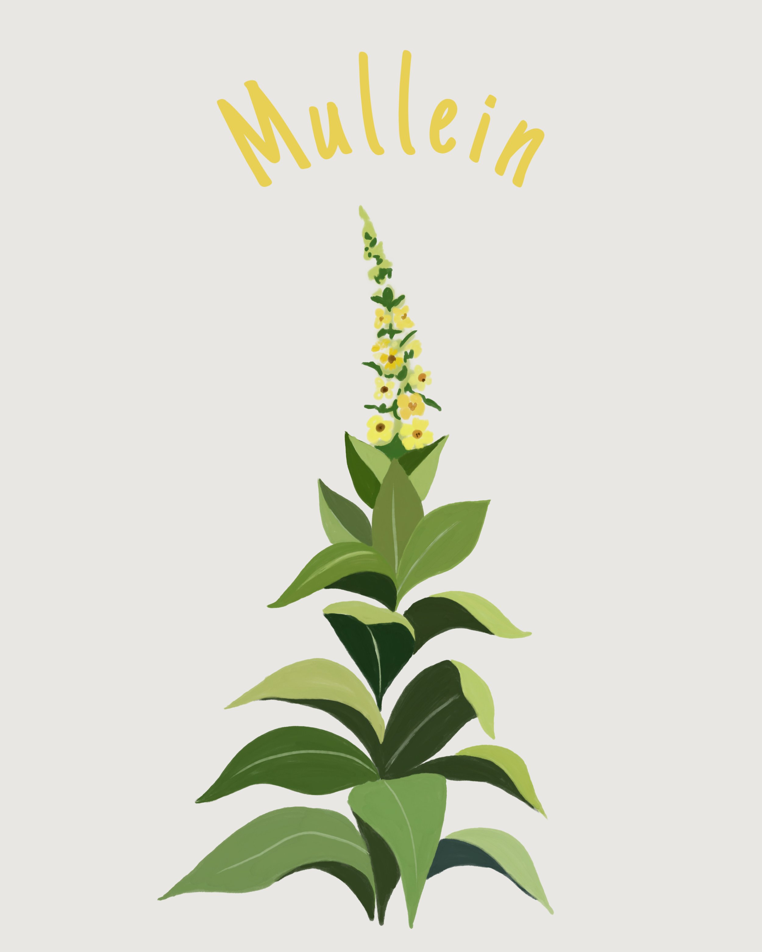 Mullein.jpeg