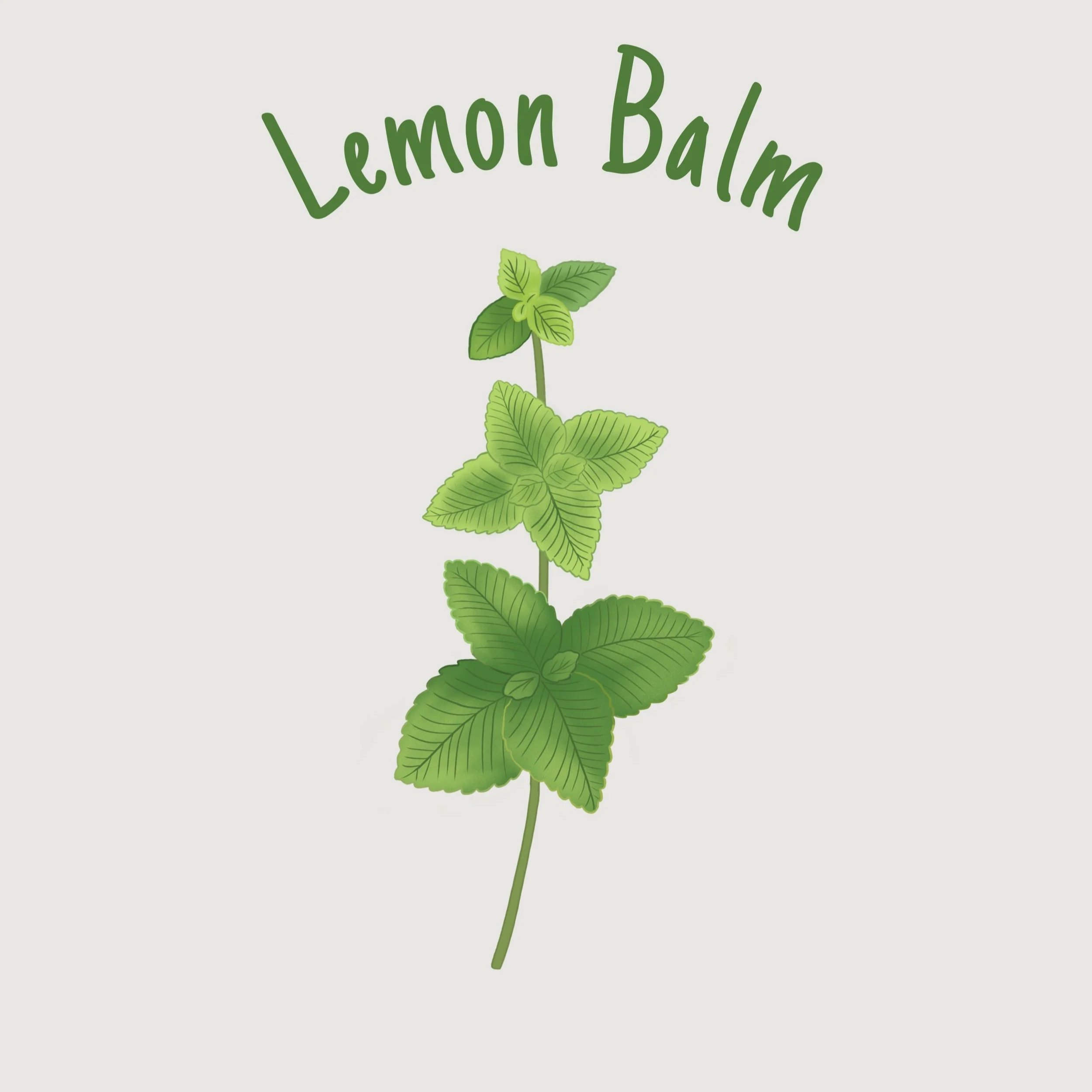 Lemon+Balm.jpg