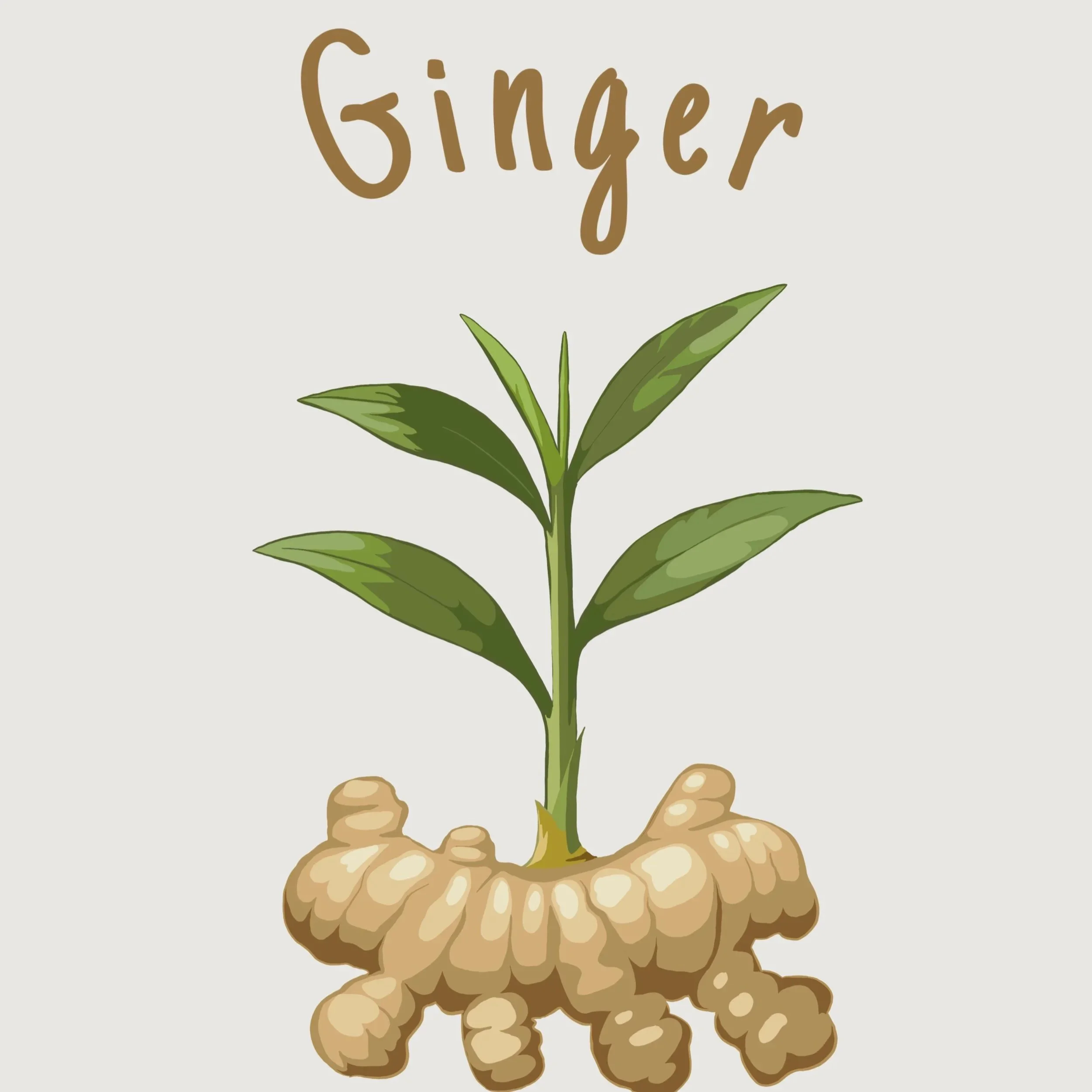 Ginger.jpg