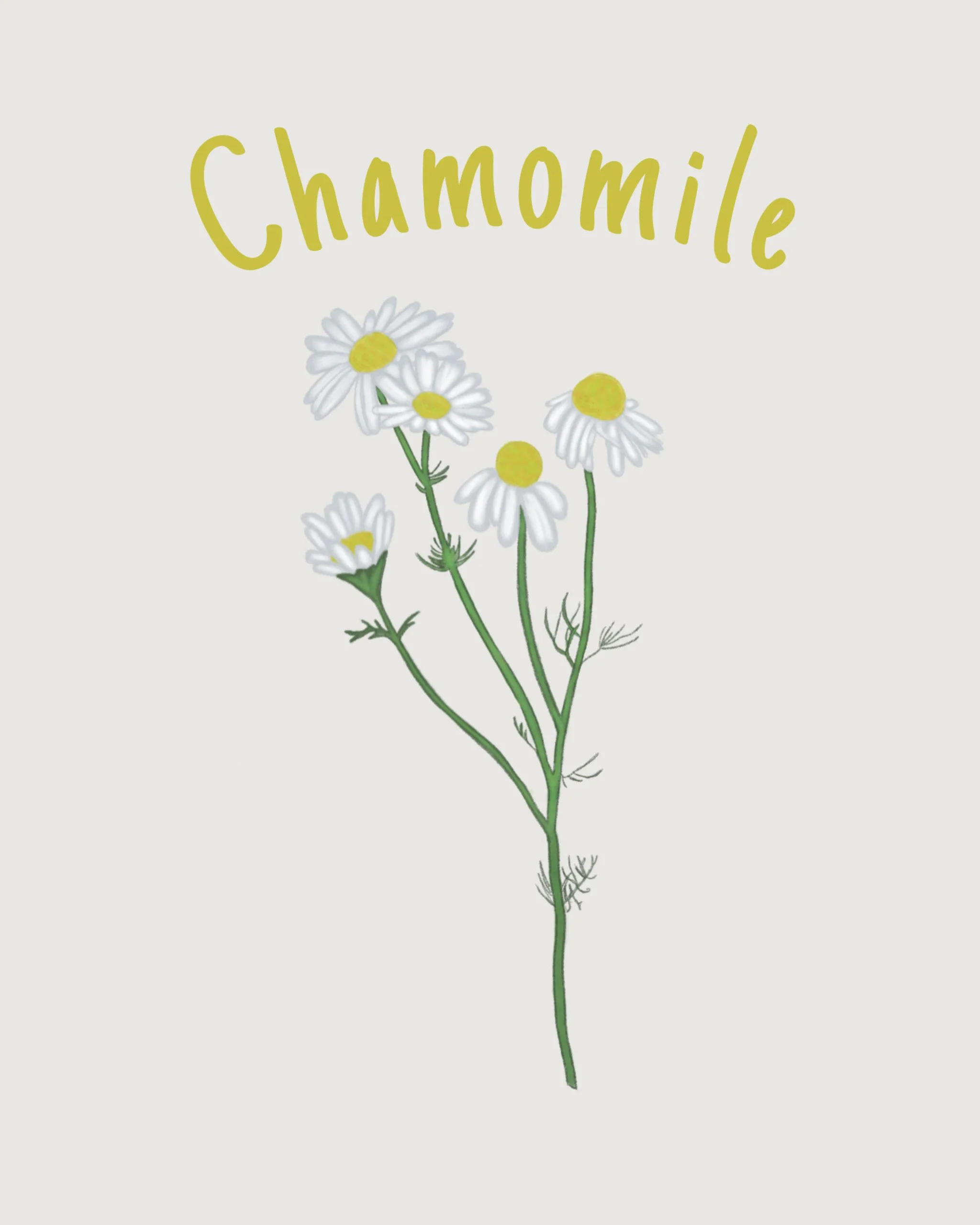 chamomile.JPEG